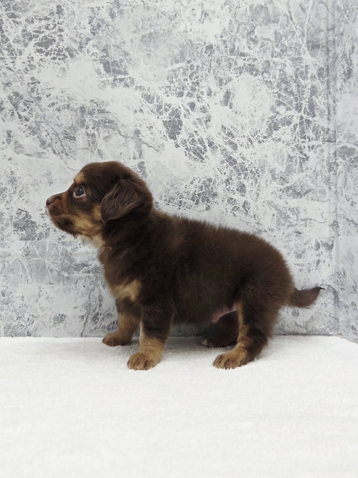 ミニチュアダックスフンド×チワワの写真2