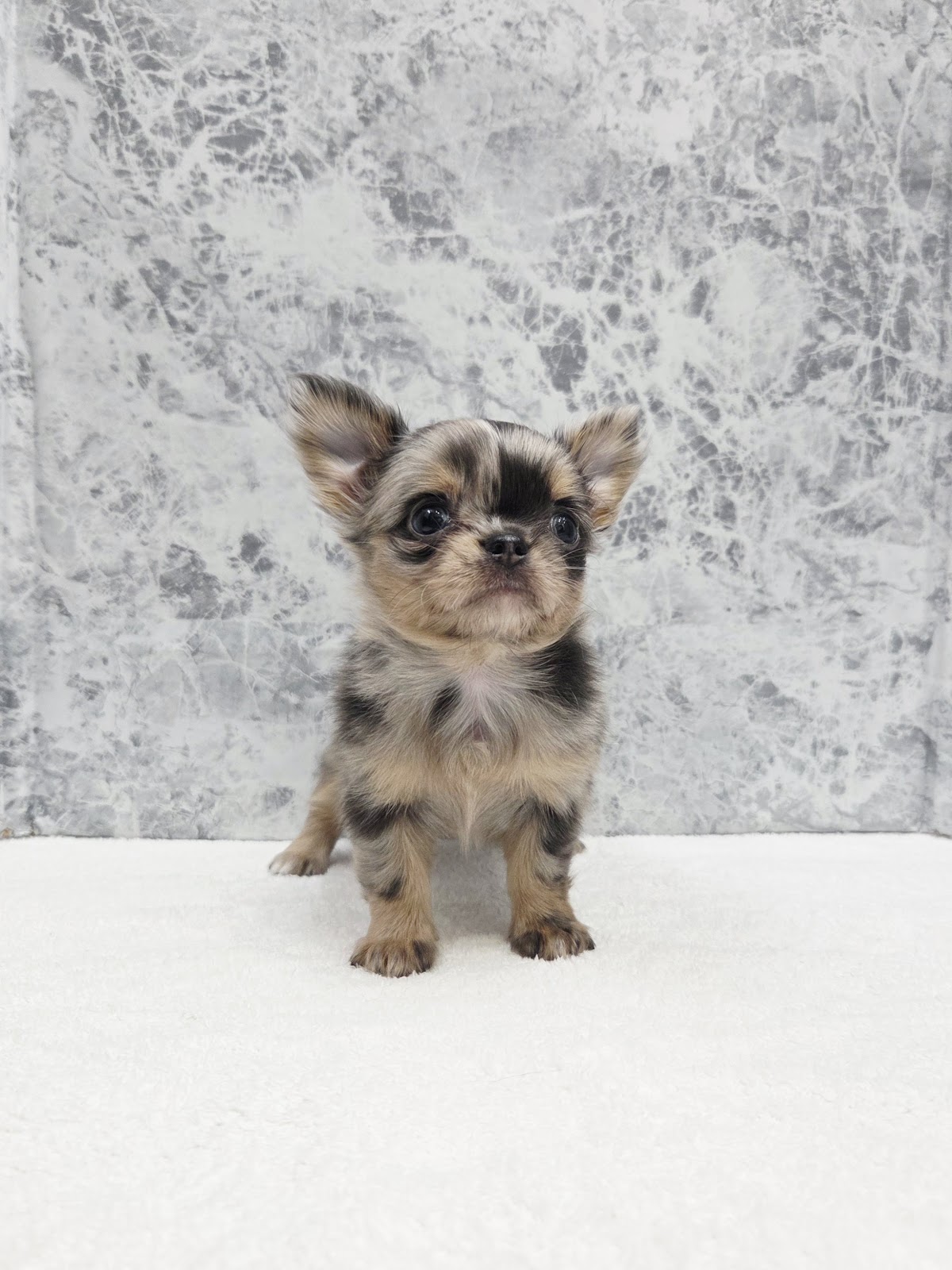 ロングコートチワワの写真3