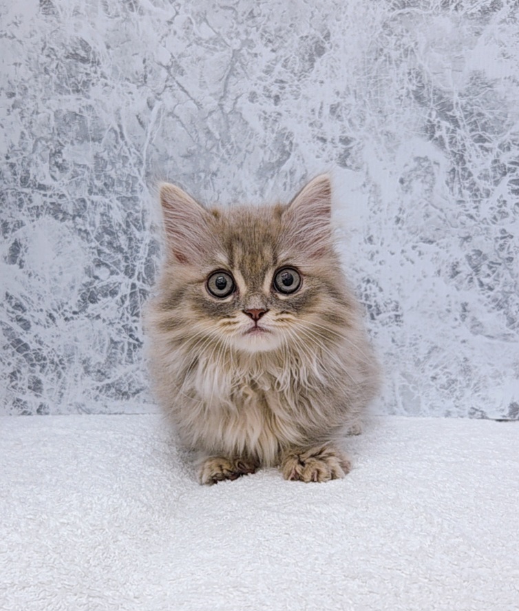 マンチカンの写真