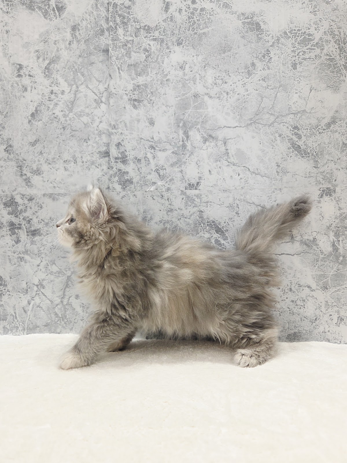 サイベリアンの写真2