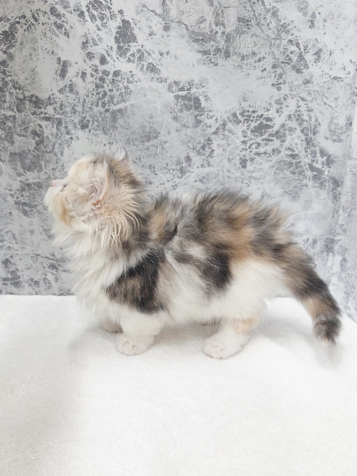 ミヌエットの写真2