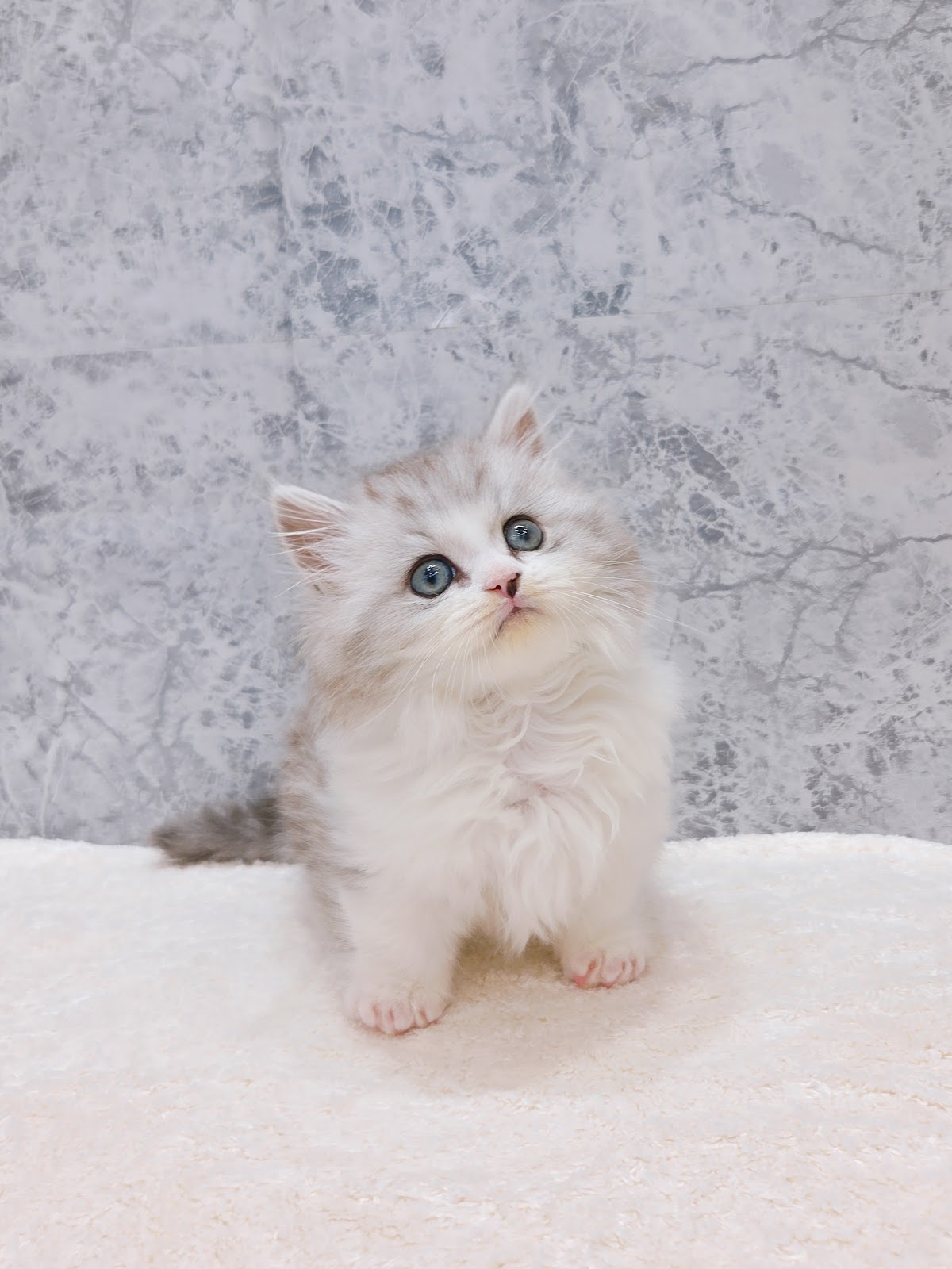 ミヌエットの写真3