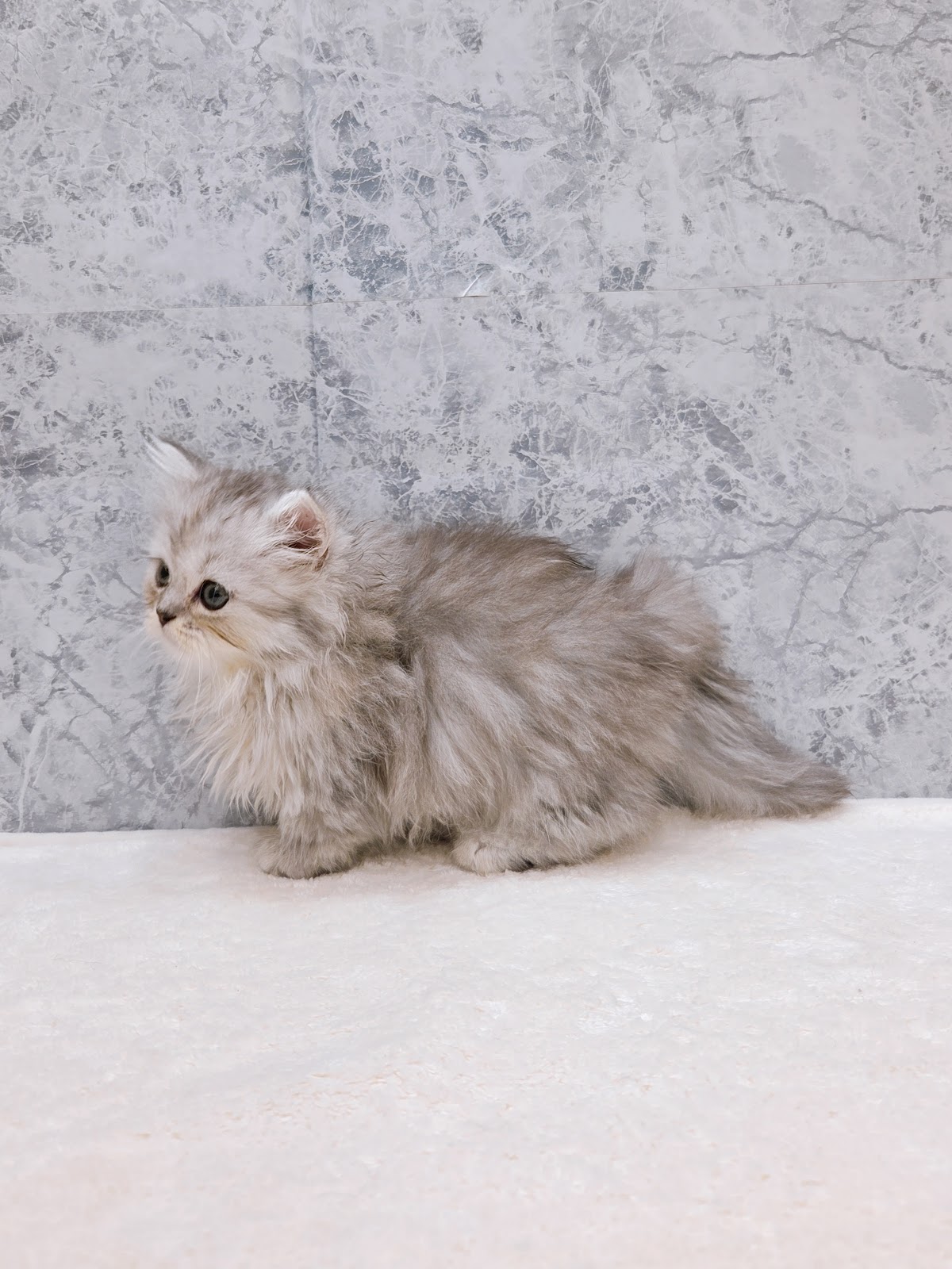 ミヌエットの写真2