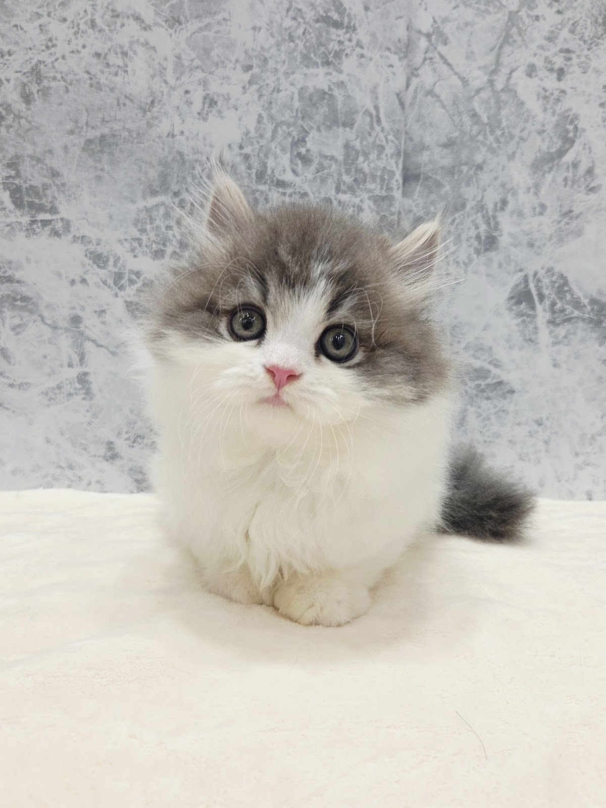 ミヌエットの写真3