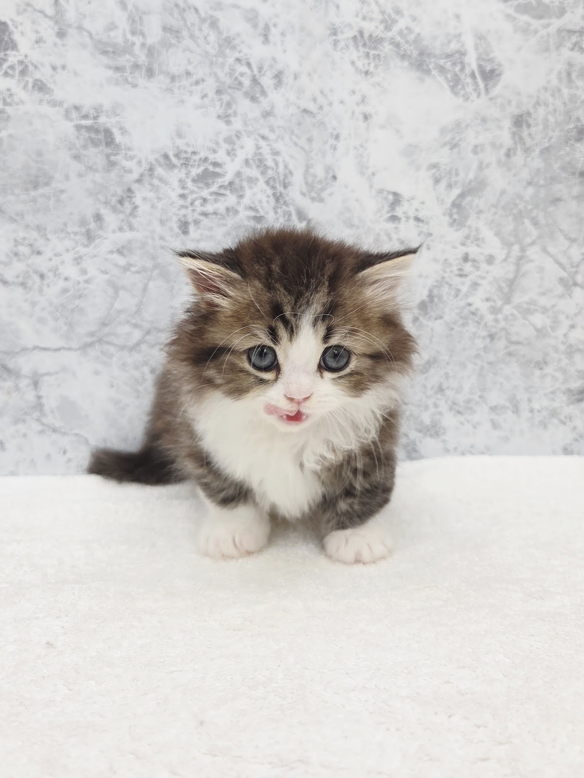 ミヌエットの写真3