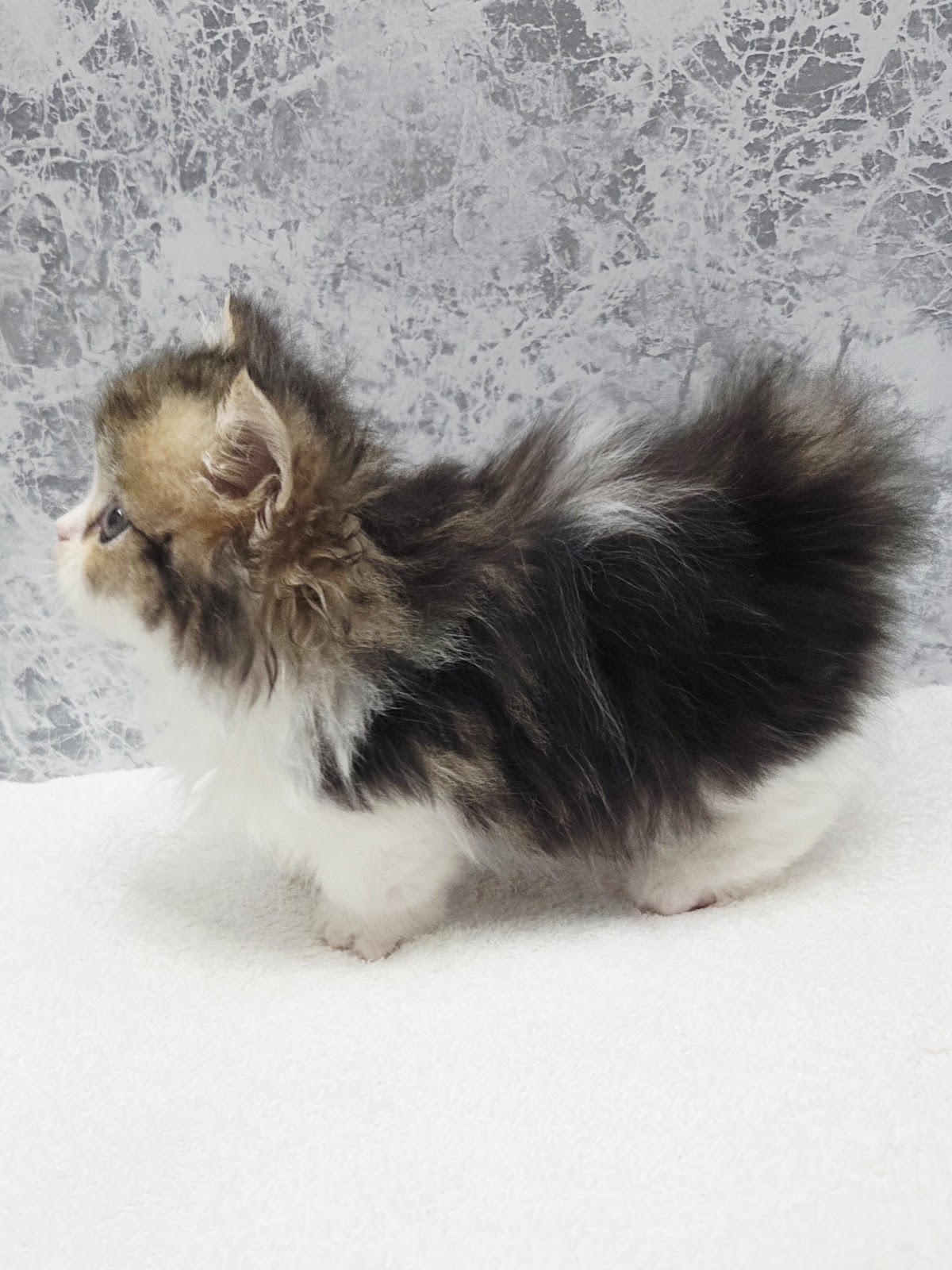 ミヌエットの写真2