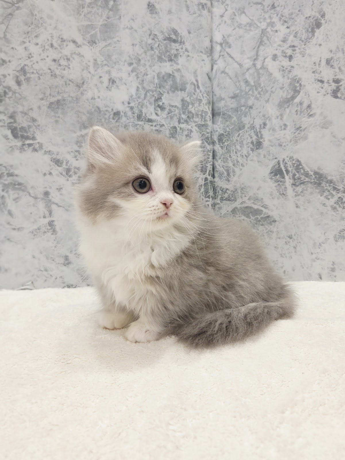 ミヌエットの写真3