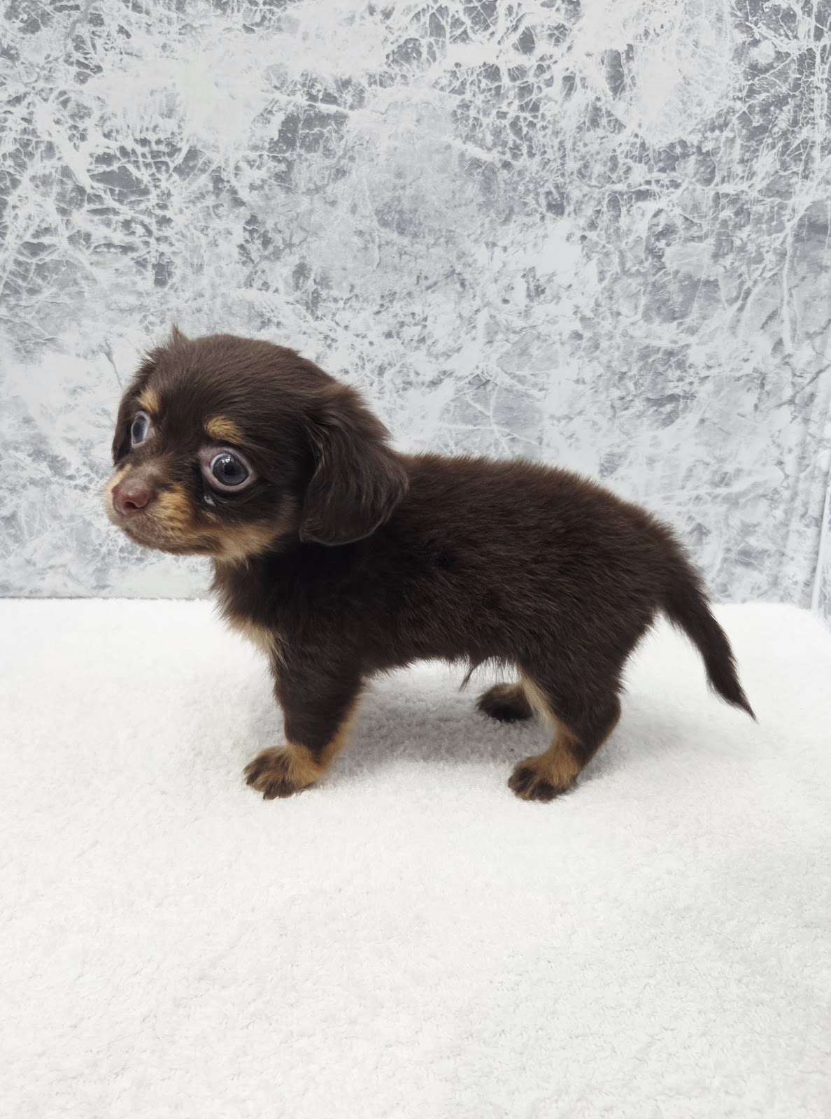 ミニチュアダックスフンド×チワワの写真2