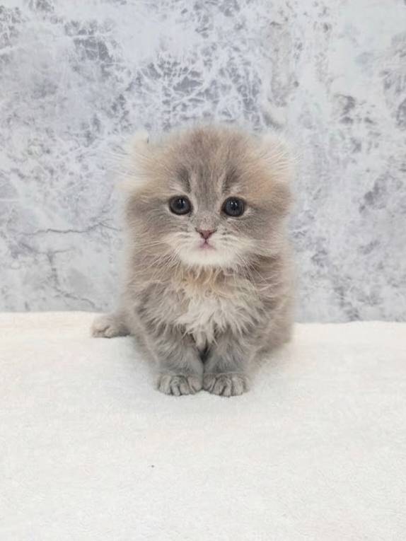 アメリカンカール