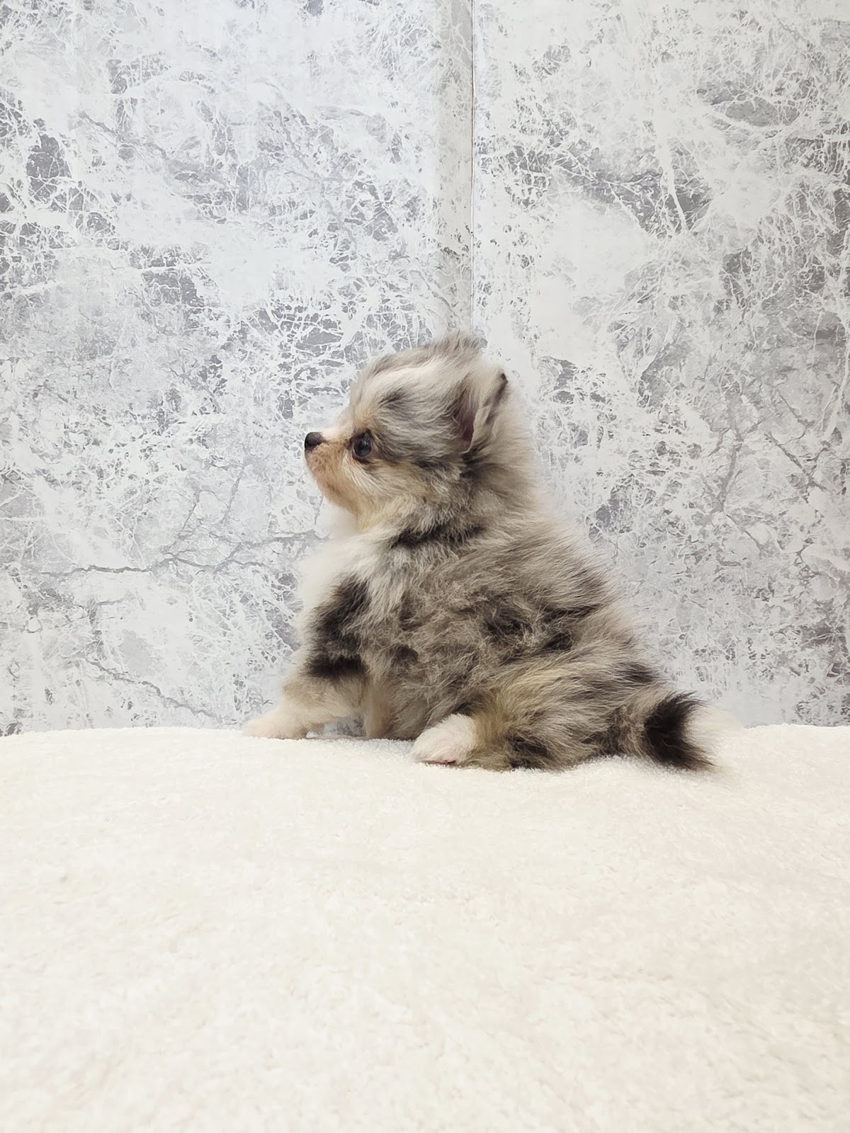 ポメラニアンの写真2