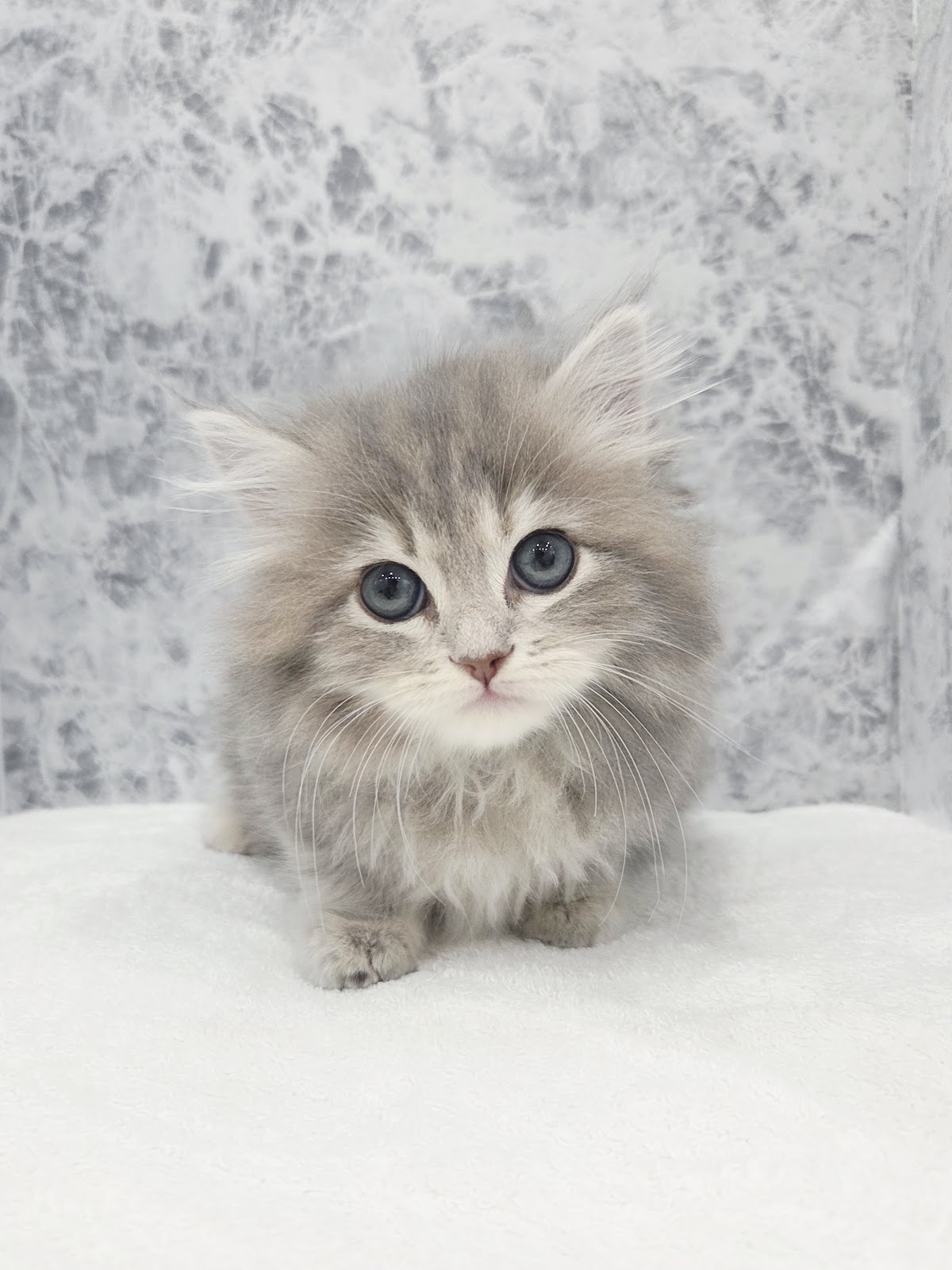 サイベリアンの写真