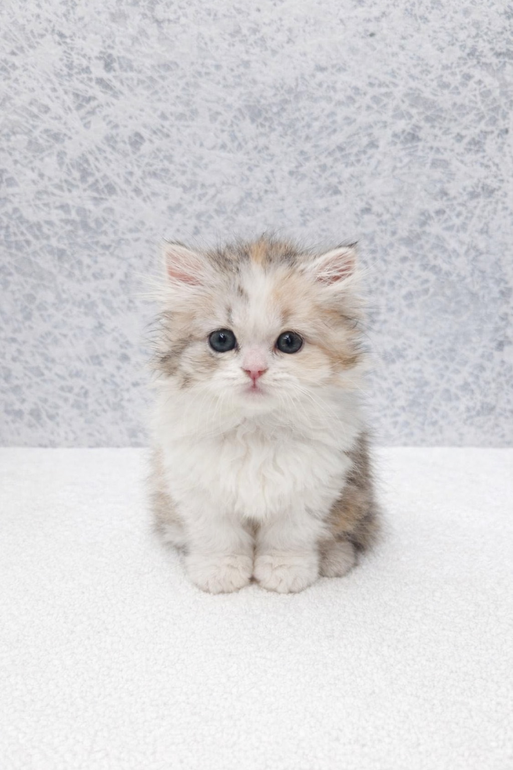 ミヌエットの写真