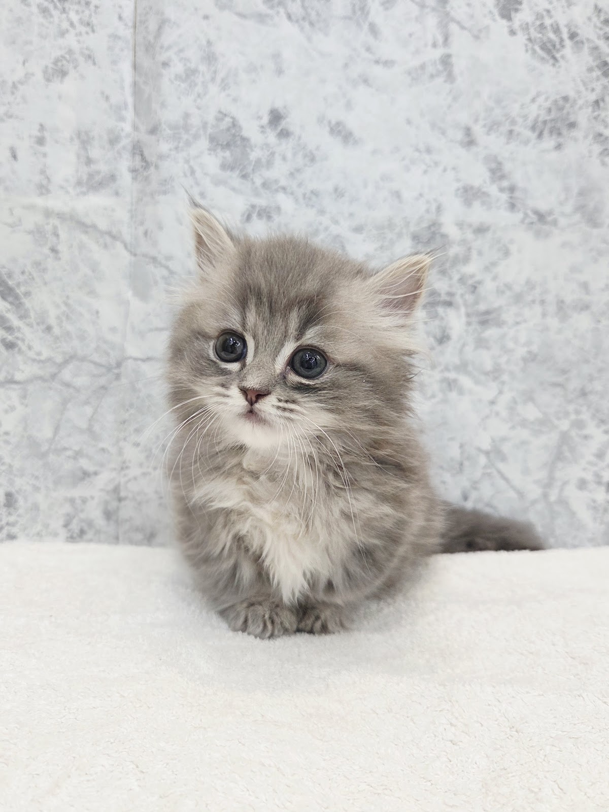 ミヌエットの写真3