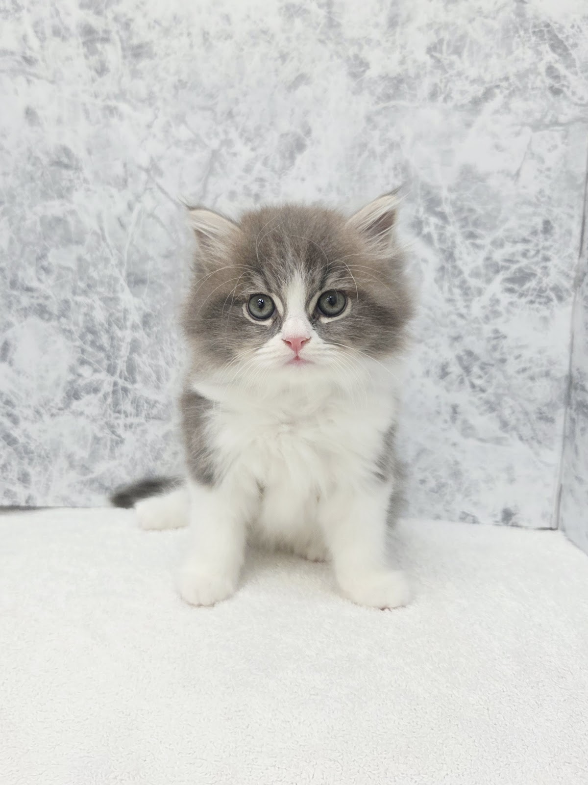 ラガマフィンの写真