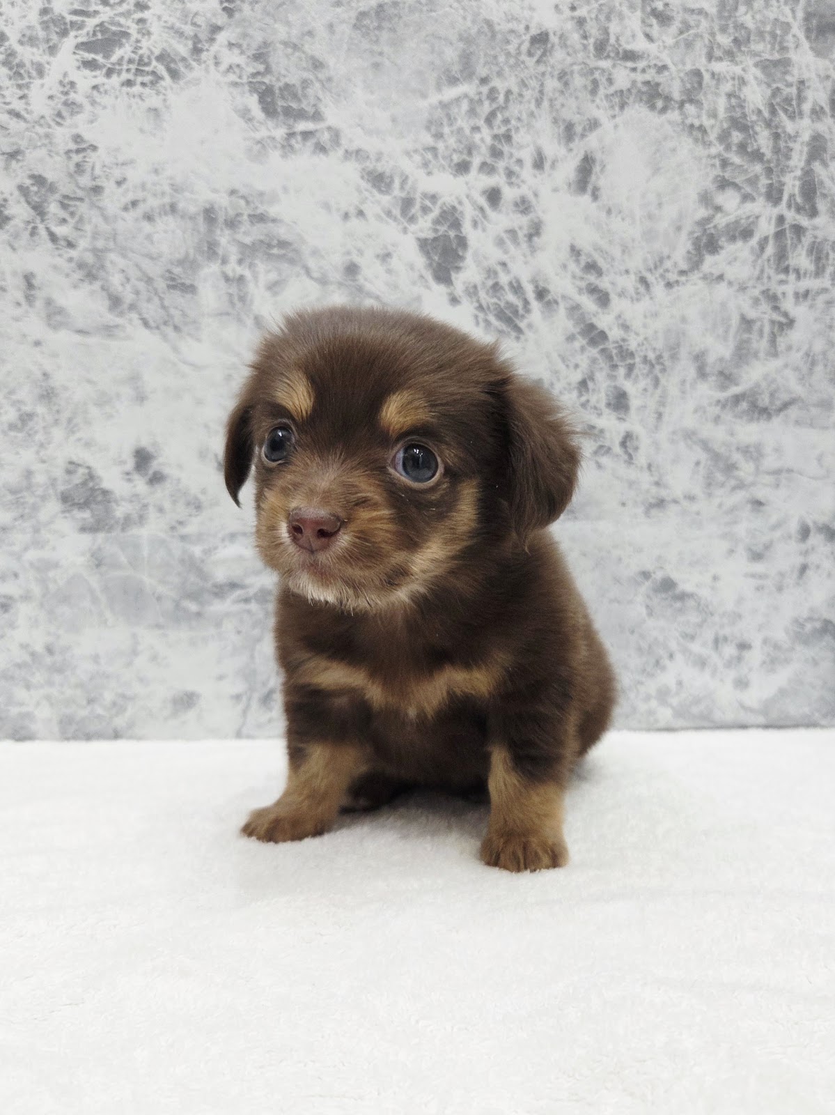 ミニチュアダックスフンド×チワワの写真3