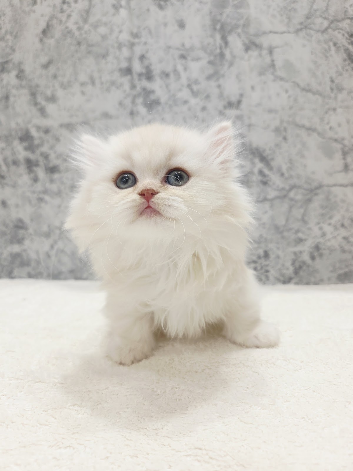 ミヌエットの写真3