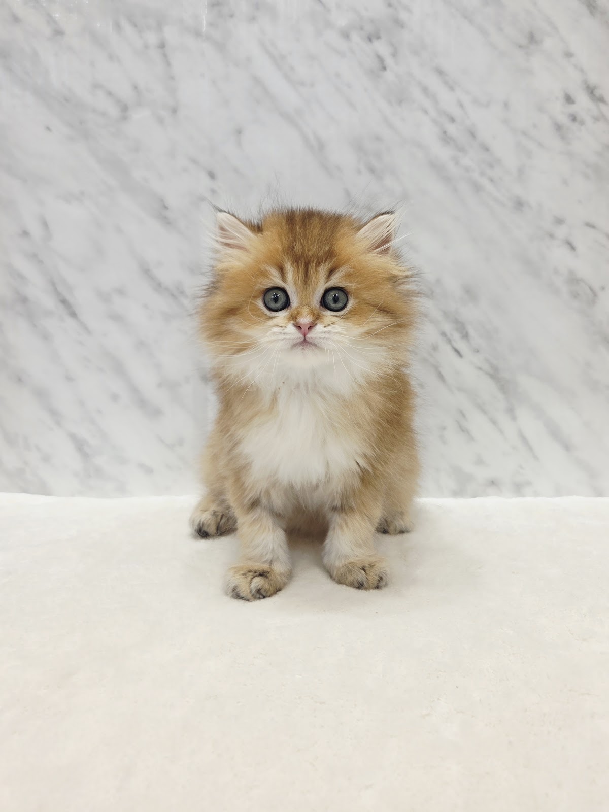 ブリティッシュロングヘアーの写真