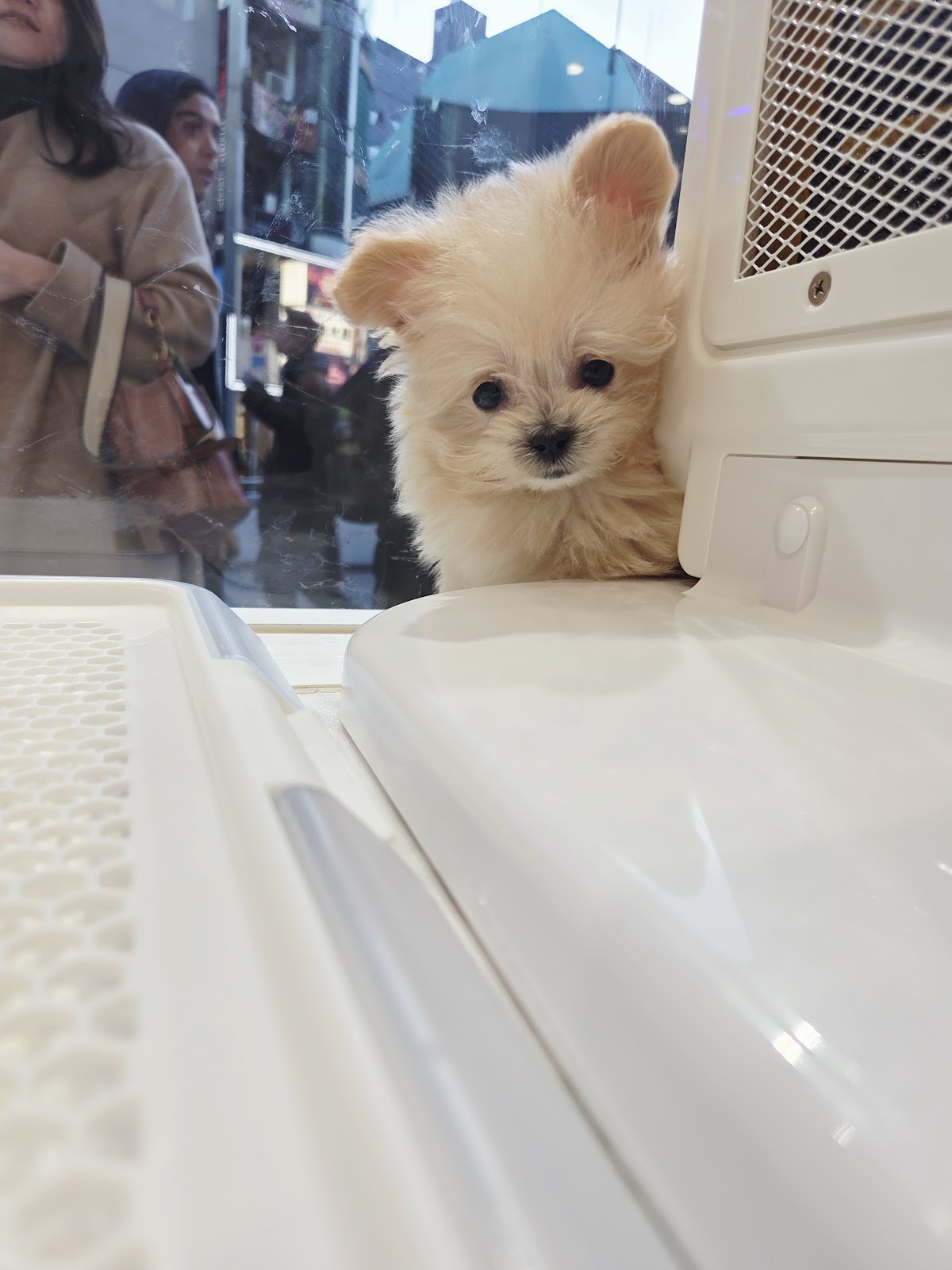 ポメラニアンの写真3