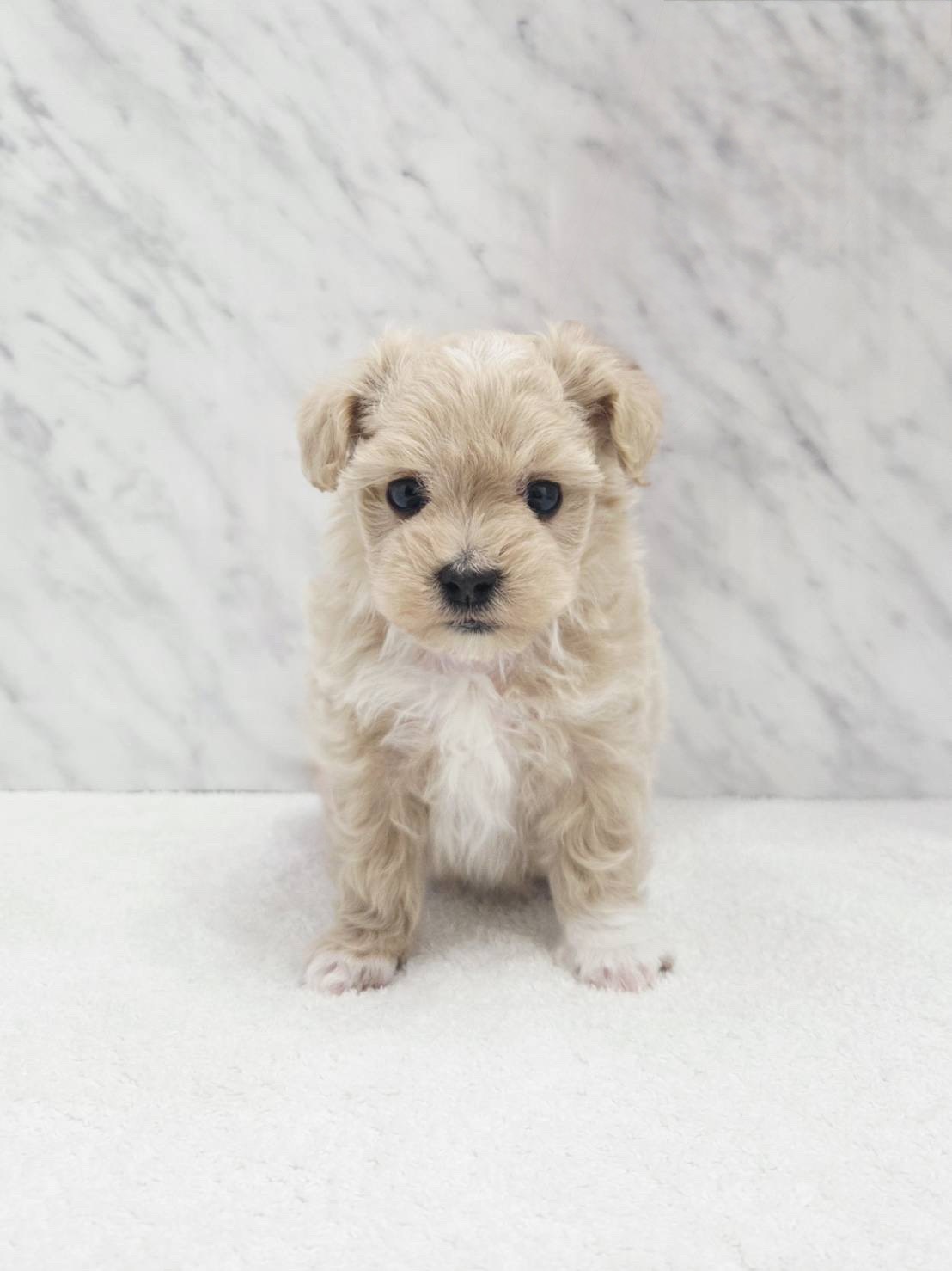 トイプードル×マルチーズの写真