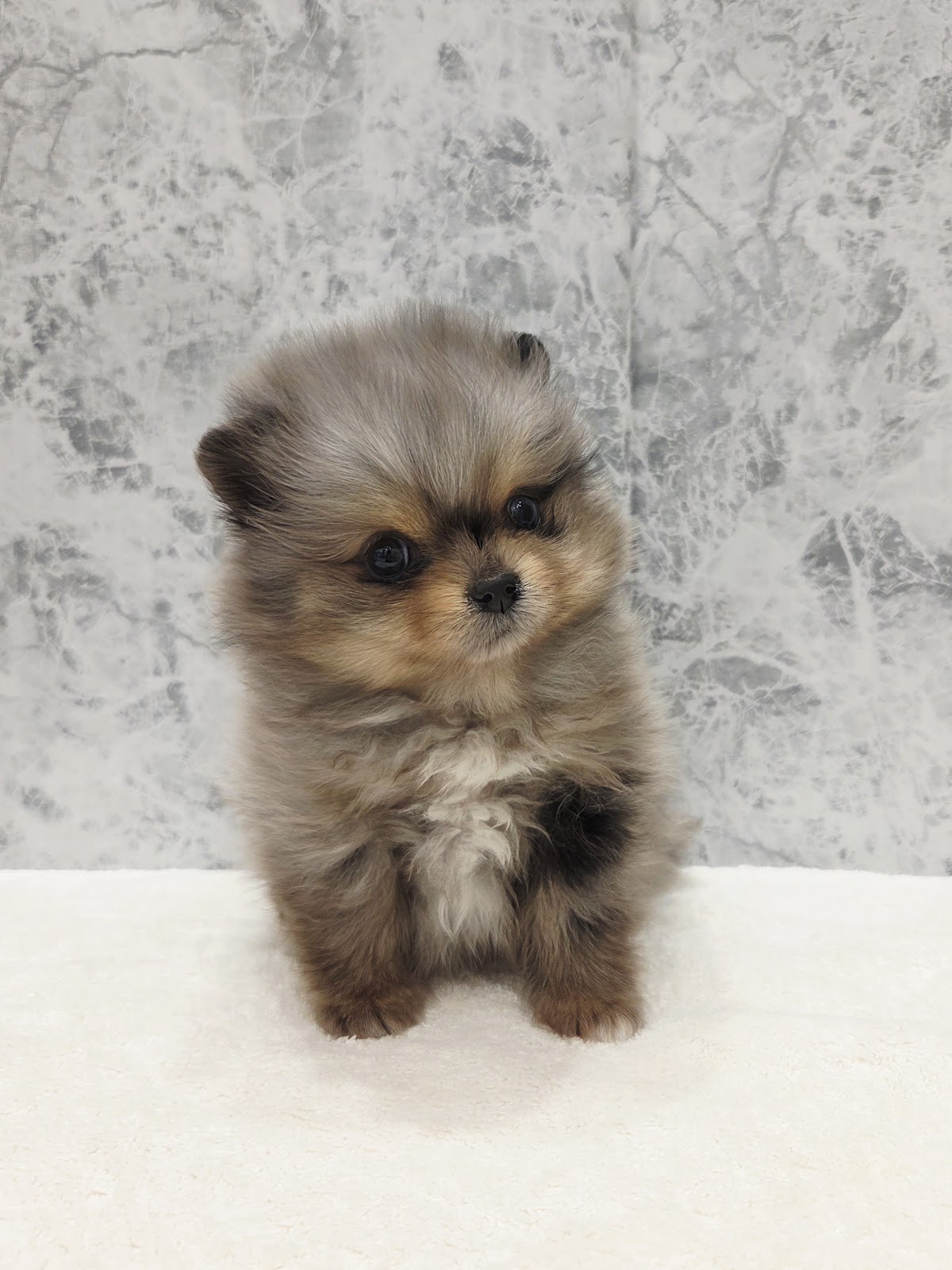 ポメラニアンの写真3