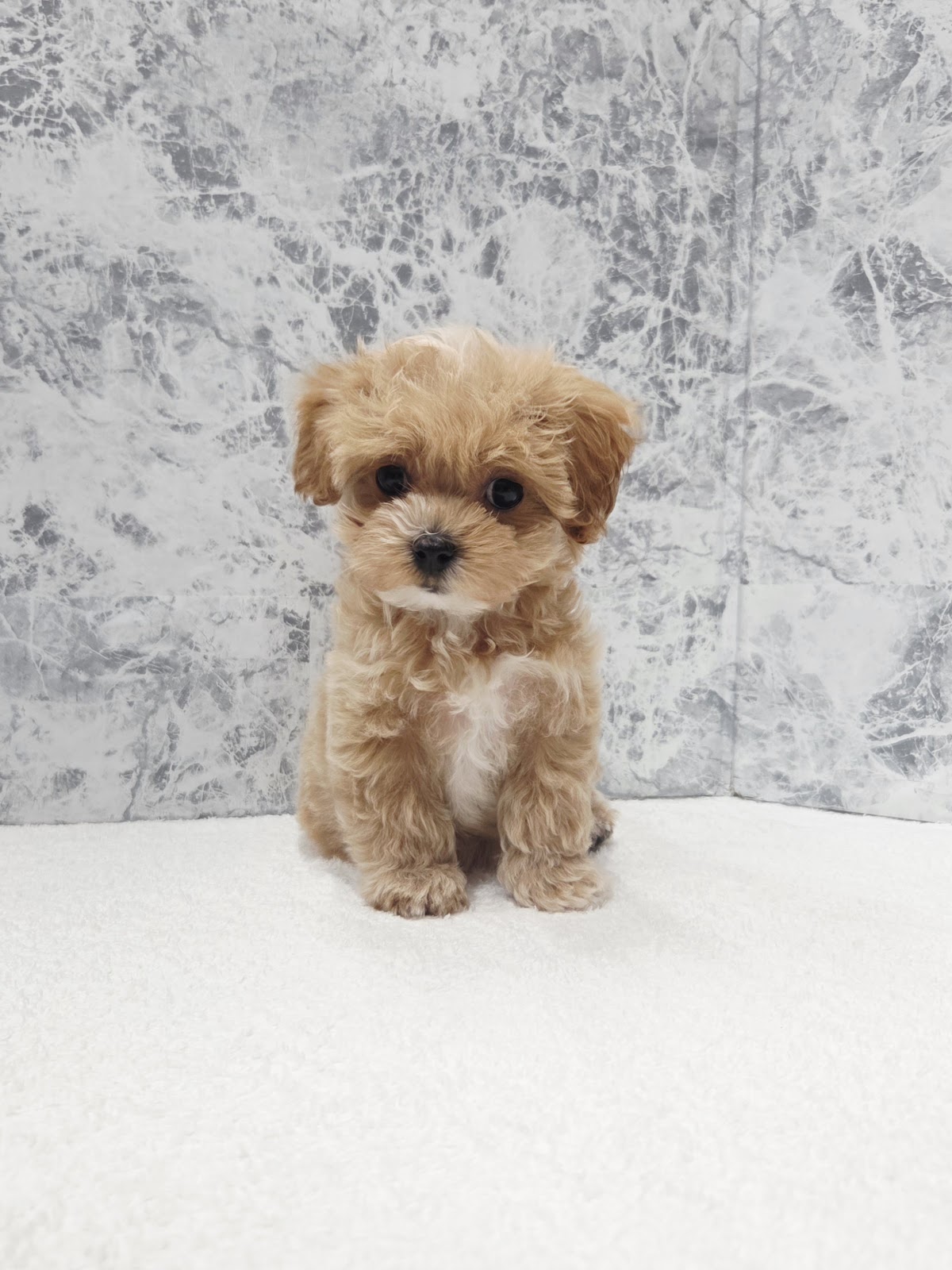 トイプードル×マルチーズの写真3