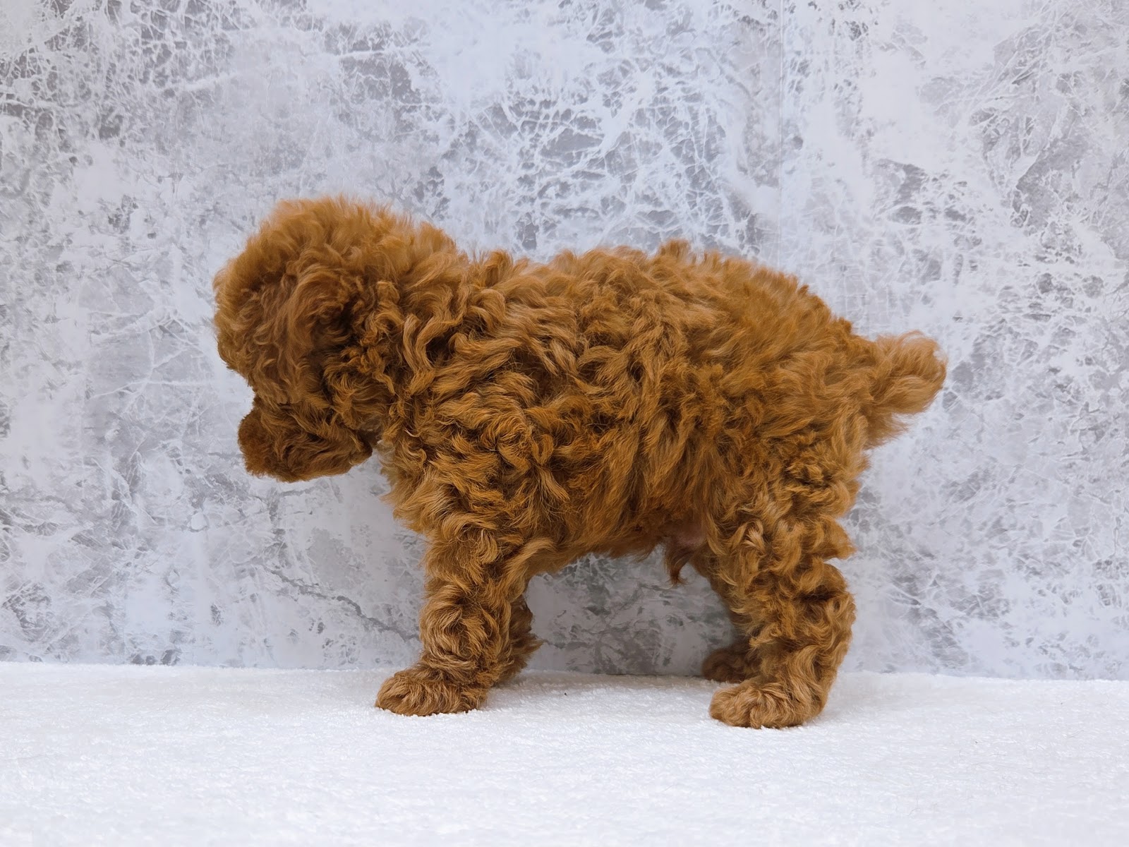 タイニープードルの写真2