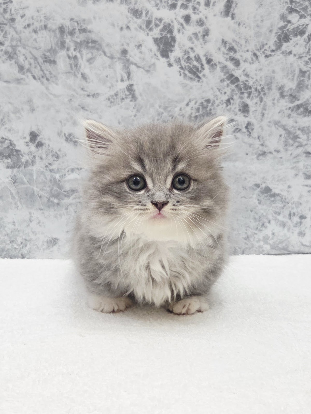 ミヌエットの写真