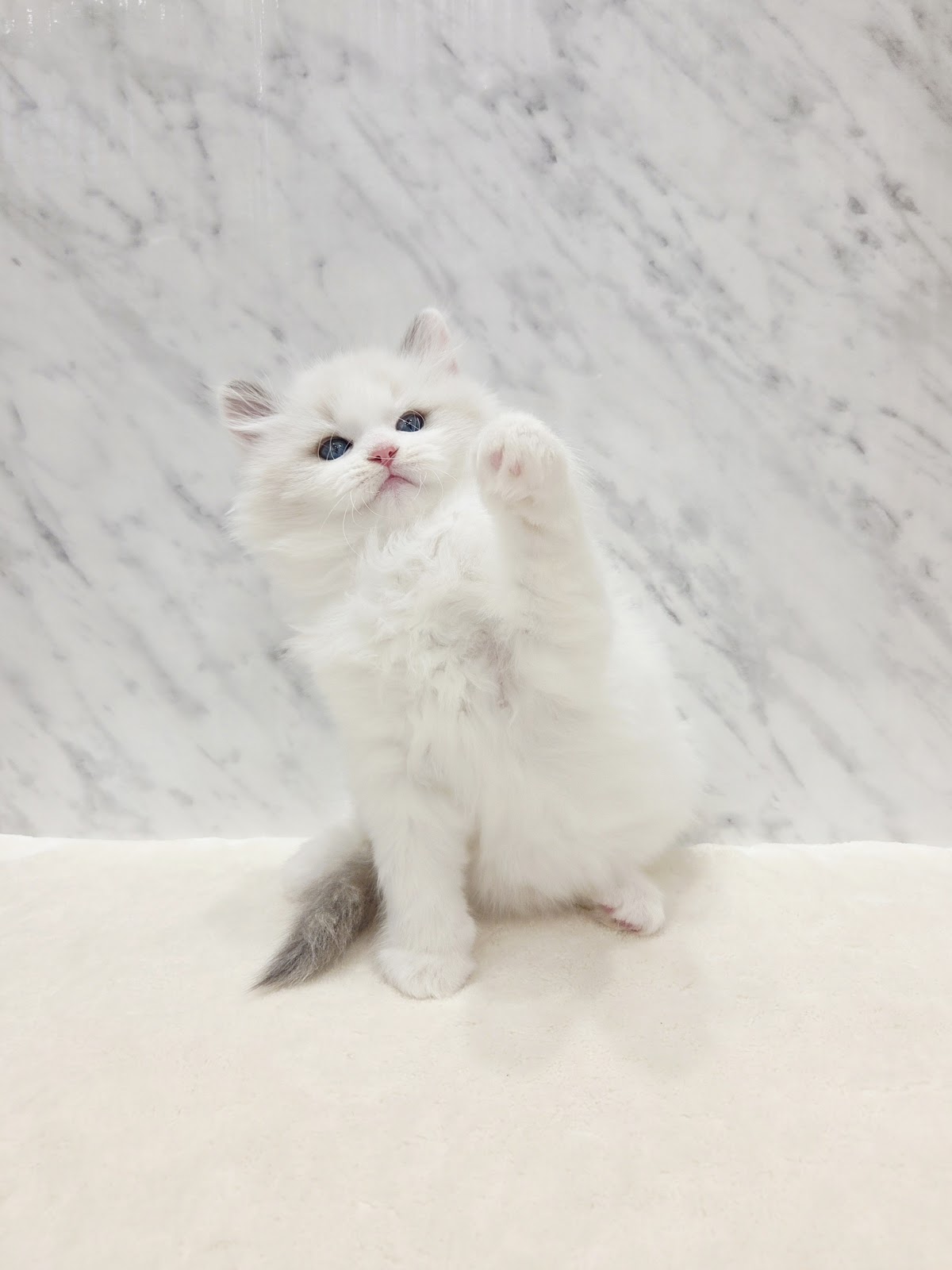 ラグドールの写真3