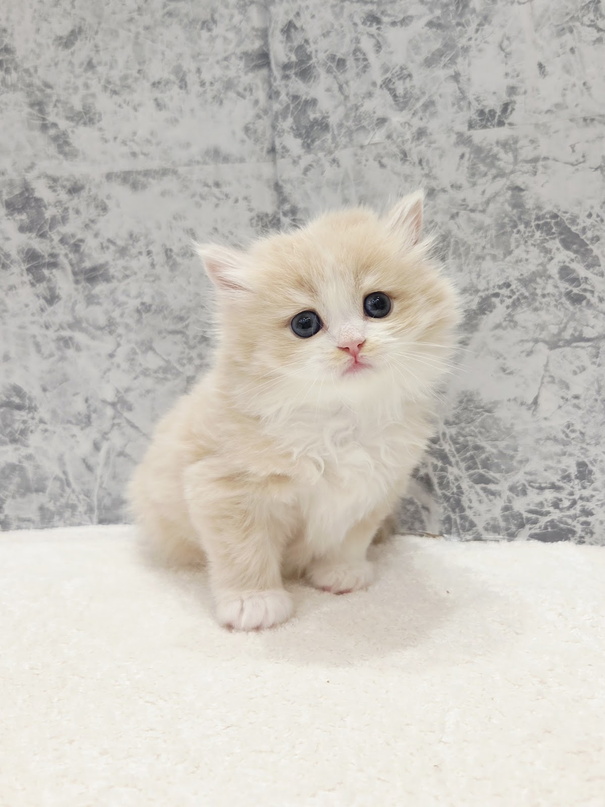 ラガマフィンの写真3