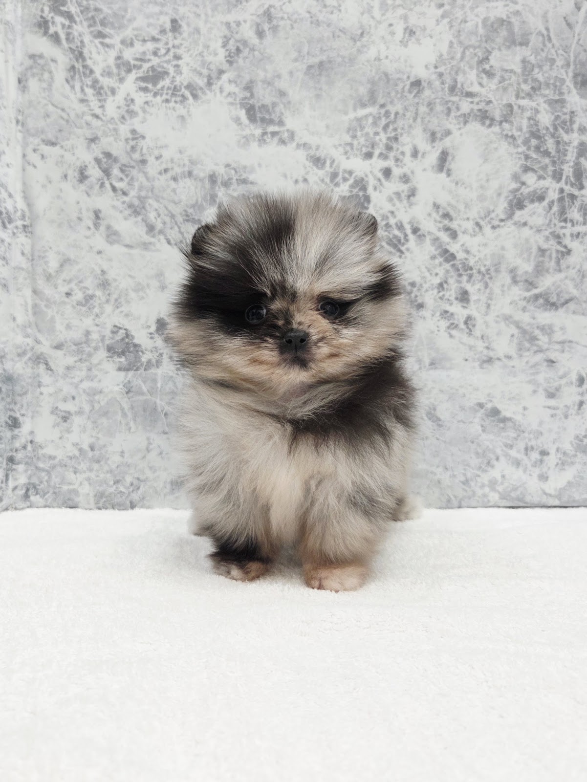 ポメラニアンの写真