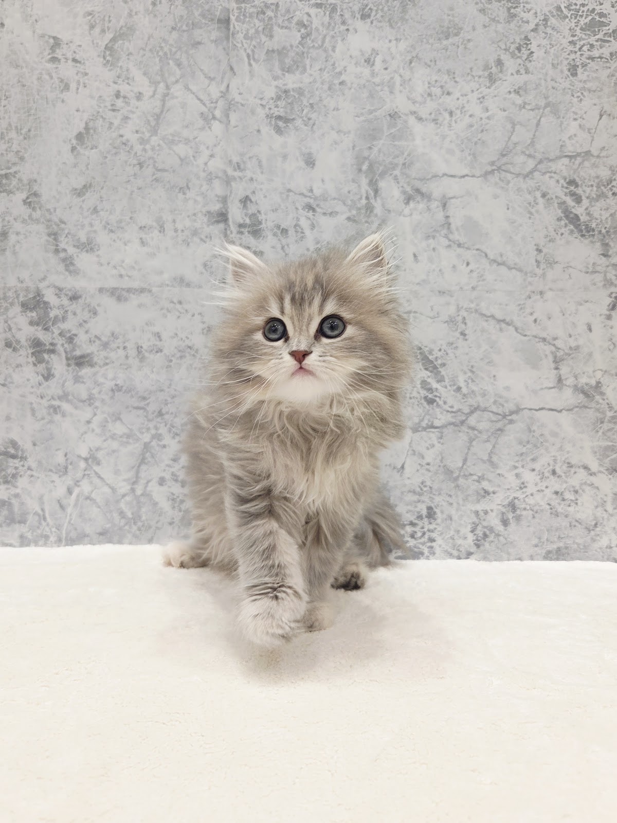 サイベリアンの写真3