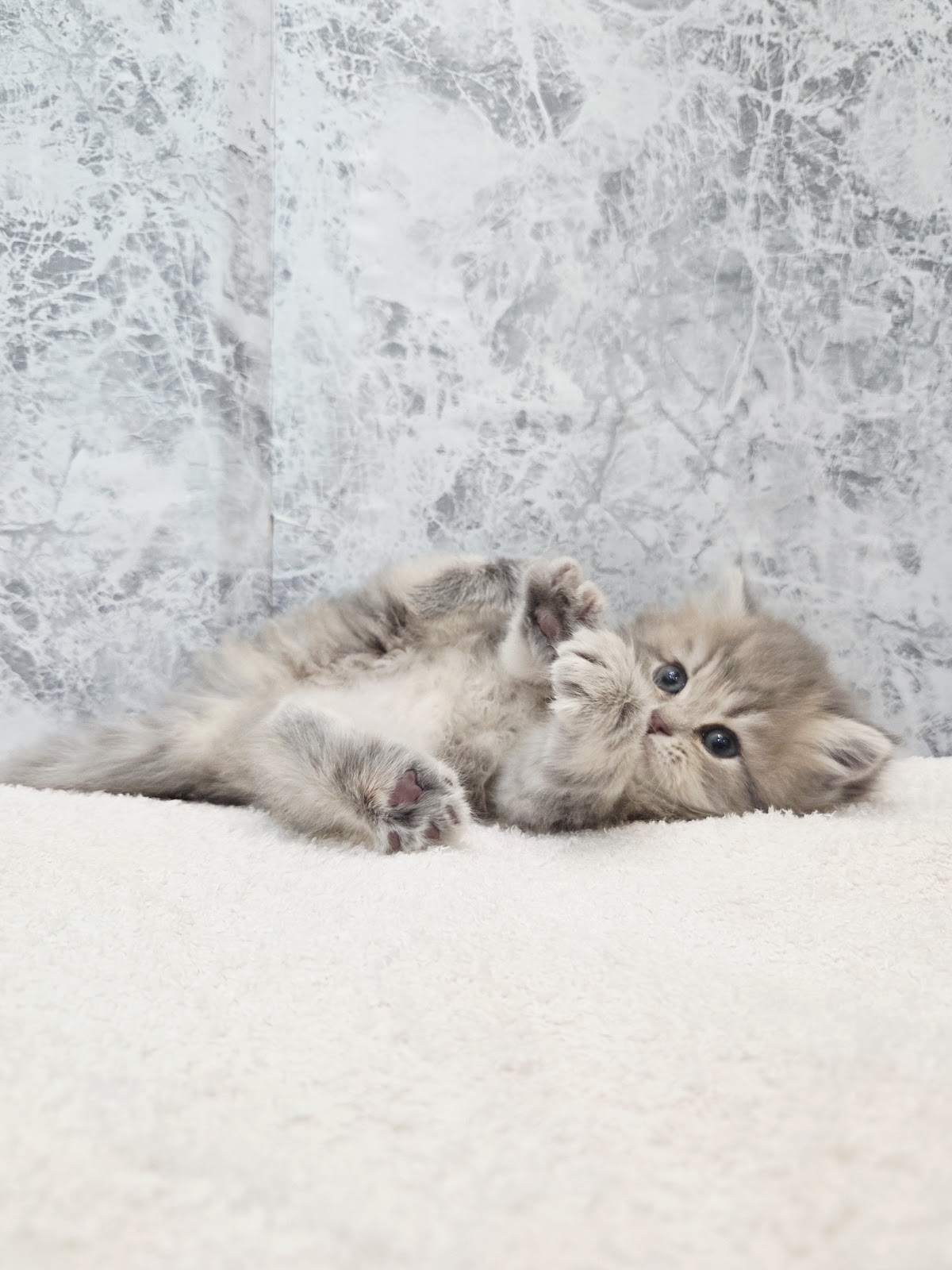 ラガマフィンの写真3