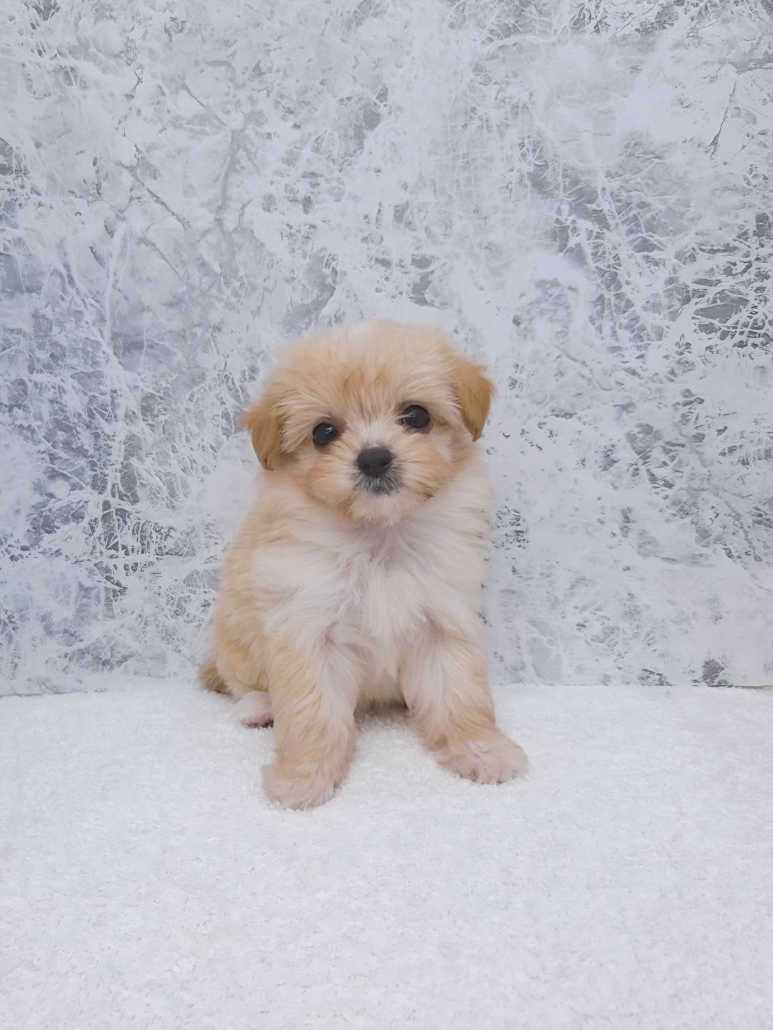 トイプードル×チワワの写真