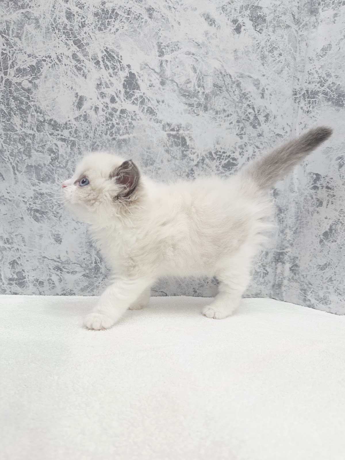 ラグドールの写真2