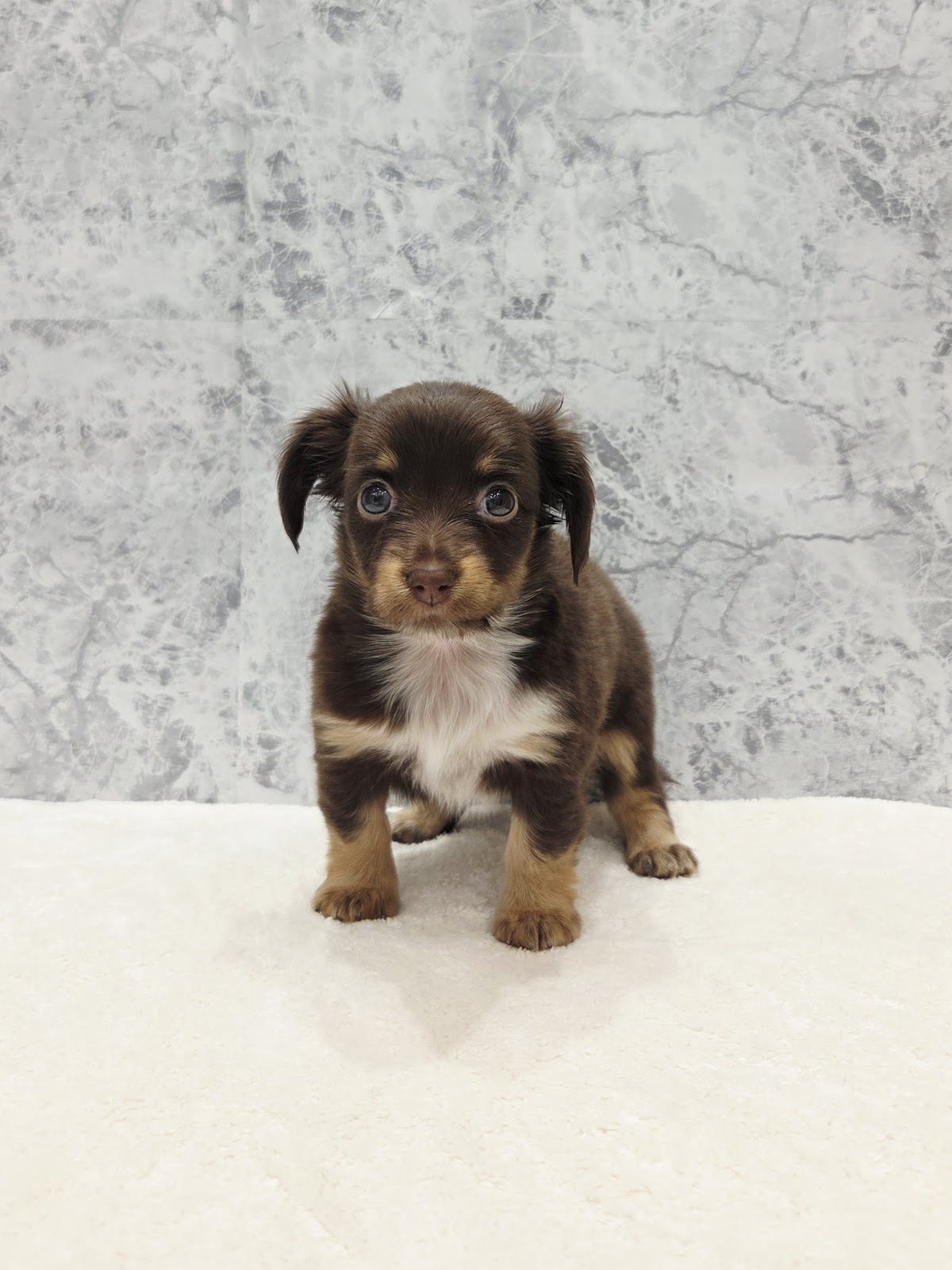 チワワ×カニーヘンダックスフンドの写真3