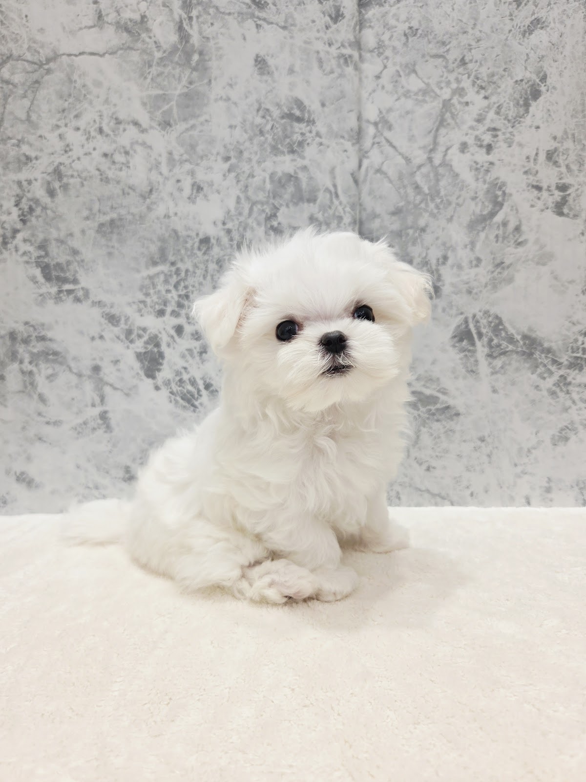 マルチーズの写真3