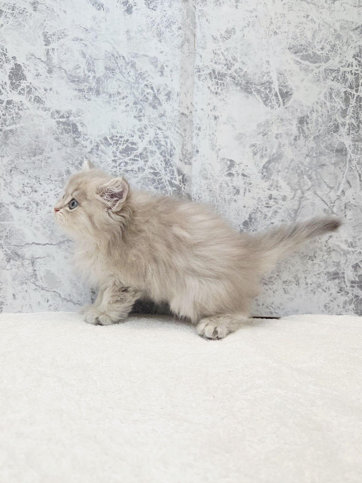 ペルシャの写真2