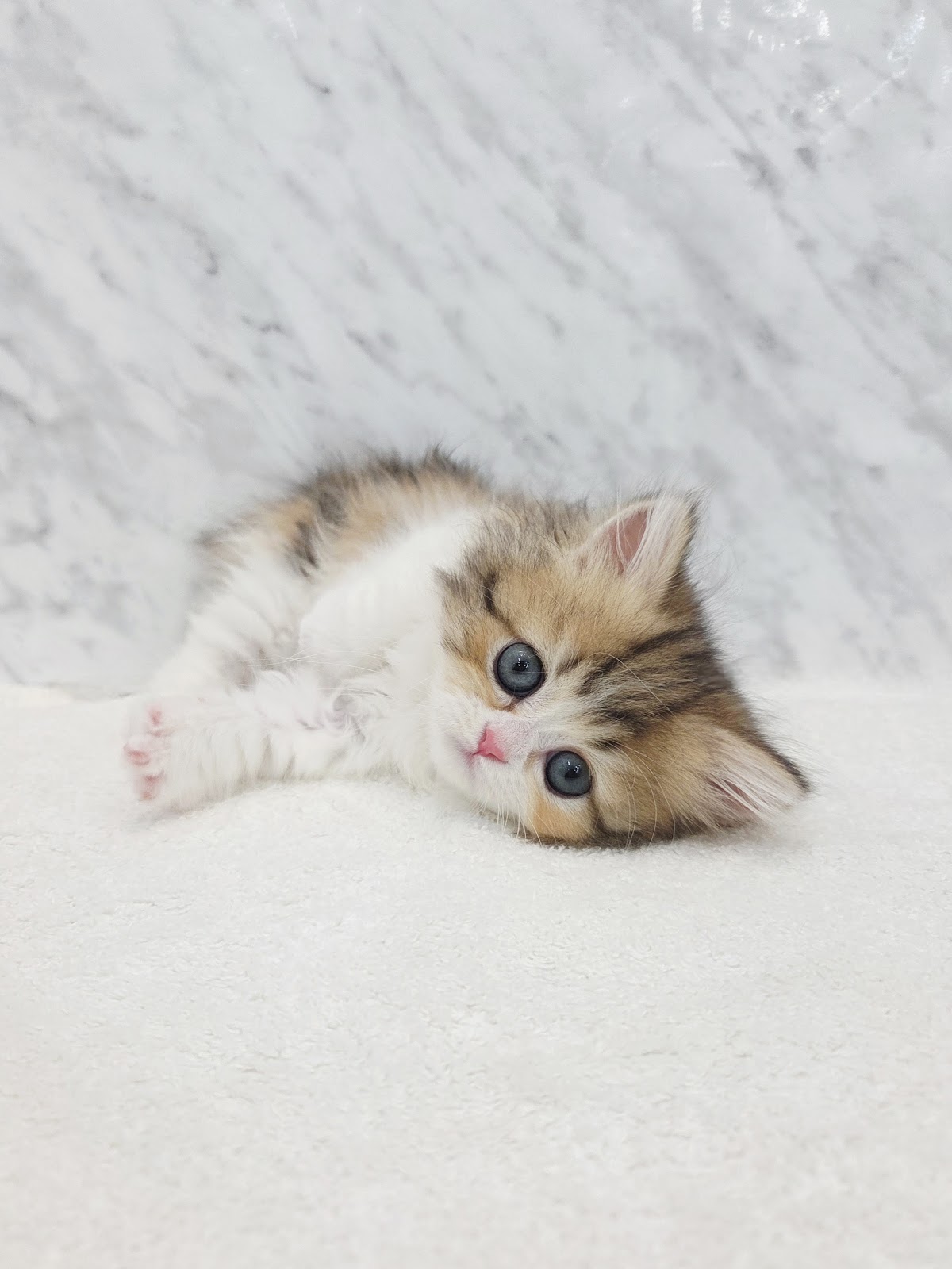 ミヌエットの写真3