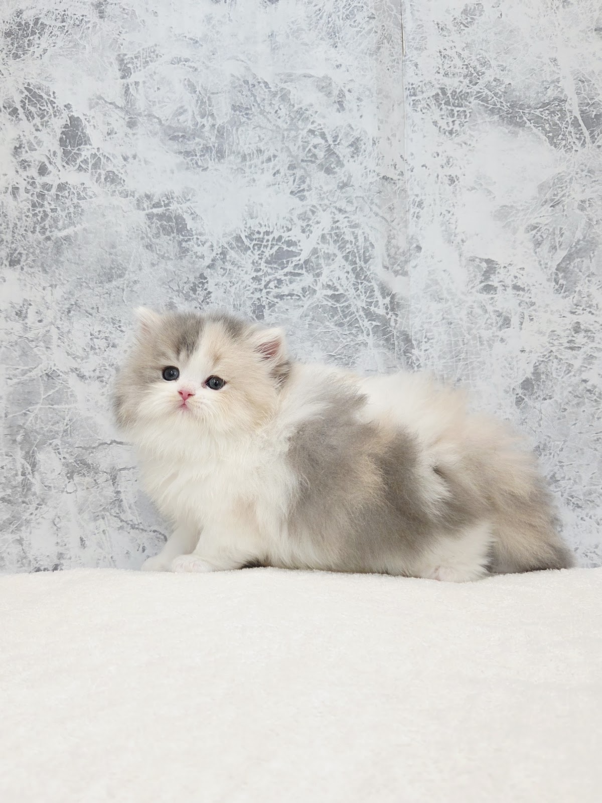 ブリティッシュロングヘアーの写真2