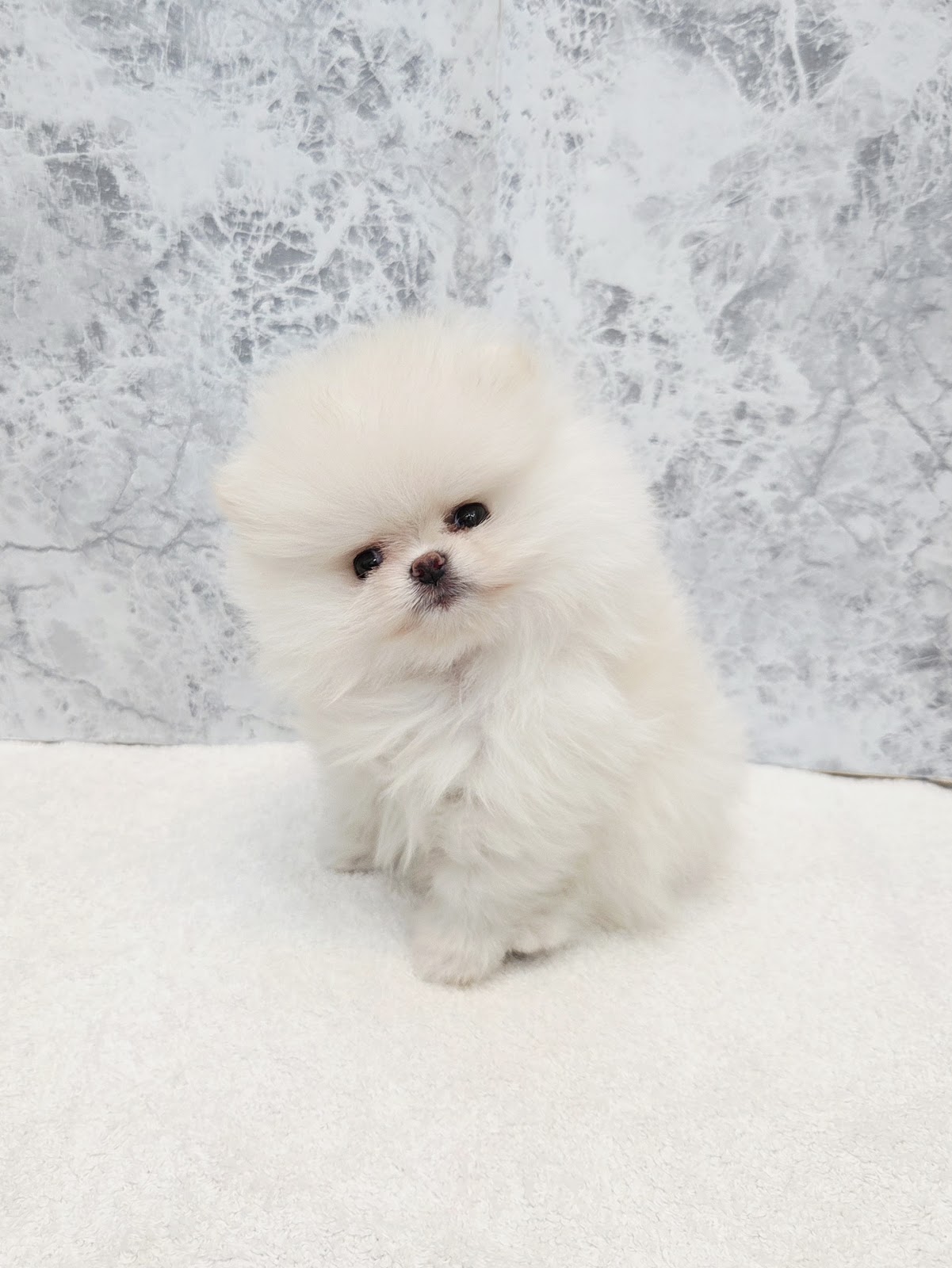 ポメラニアンの写真3