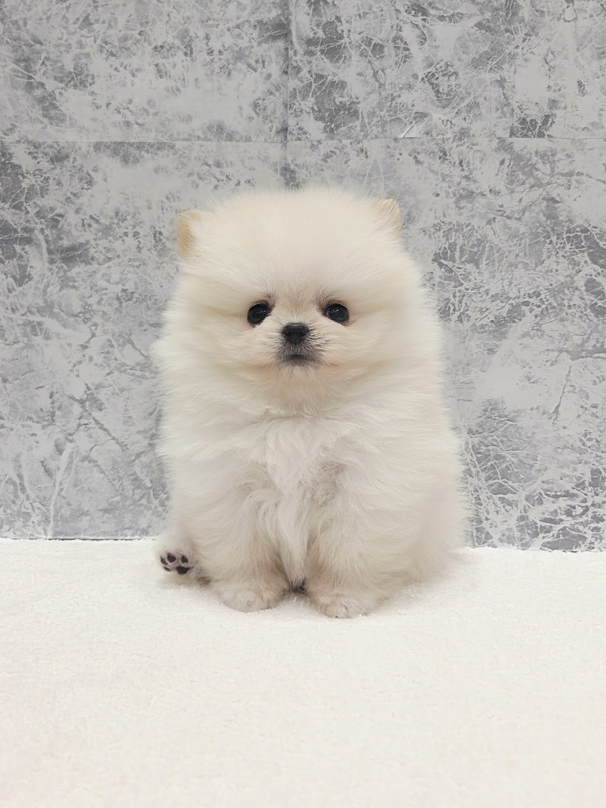 ポメラニアンの写真