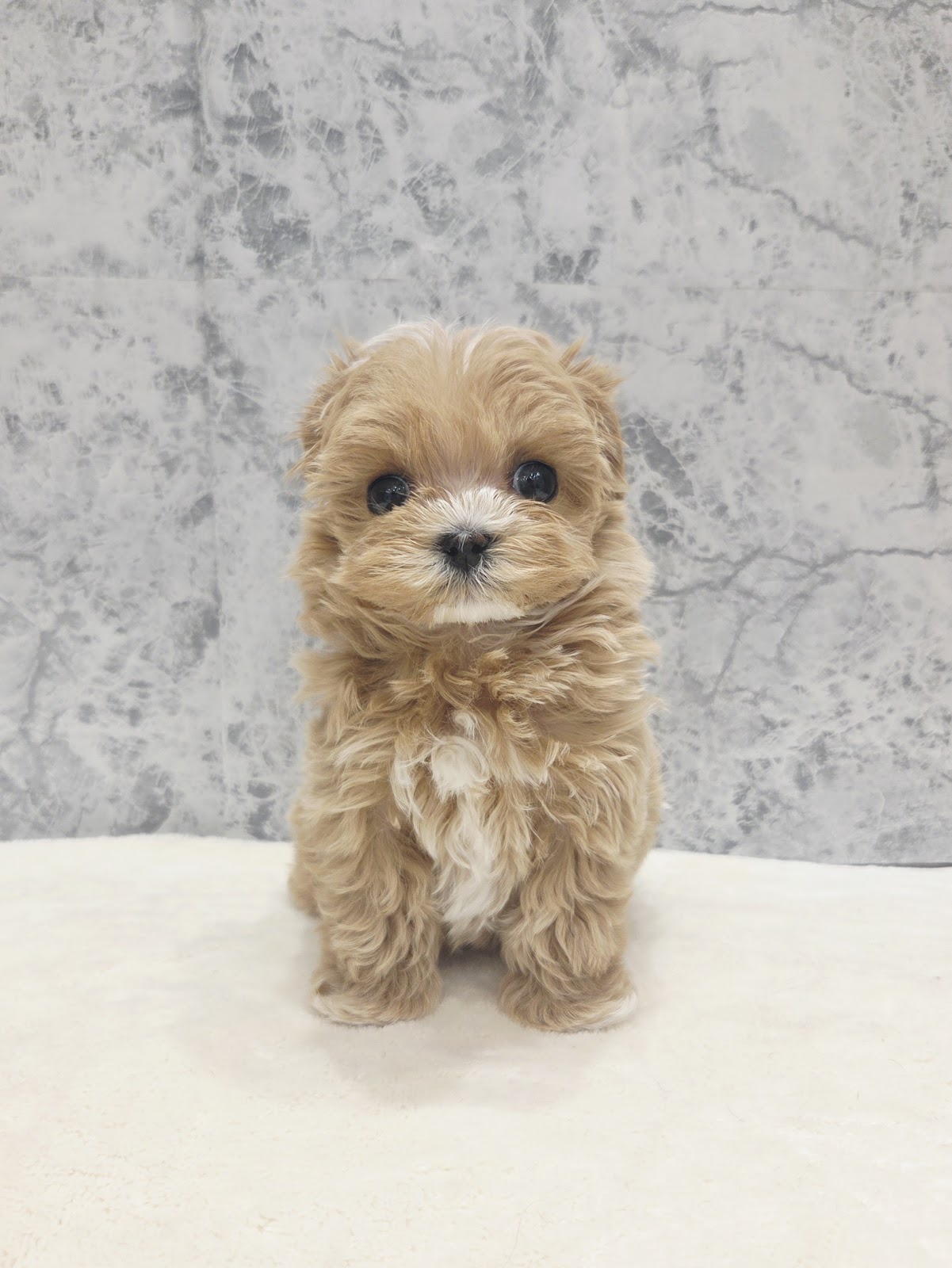 トイプードル×マルチーズの写真