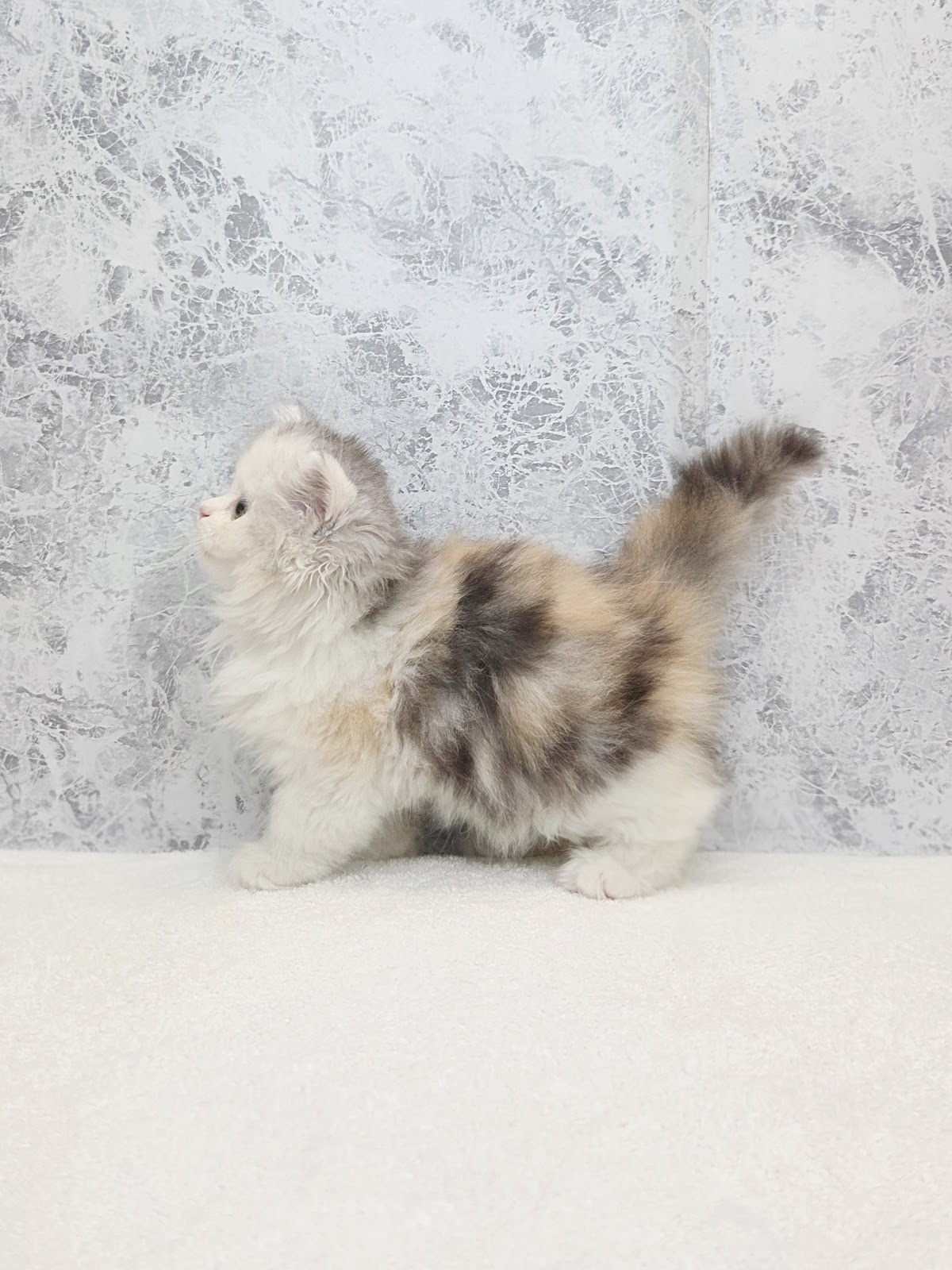 ラガマフィンの写真2