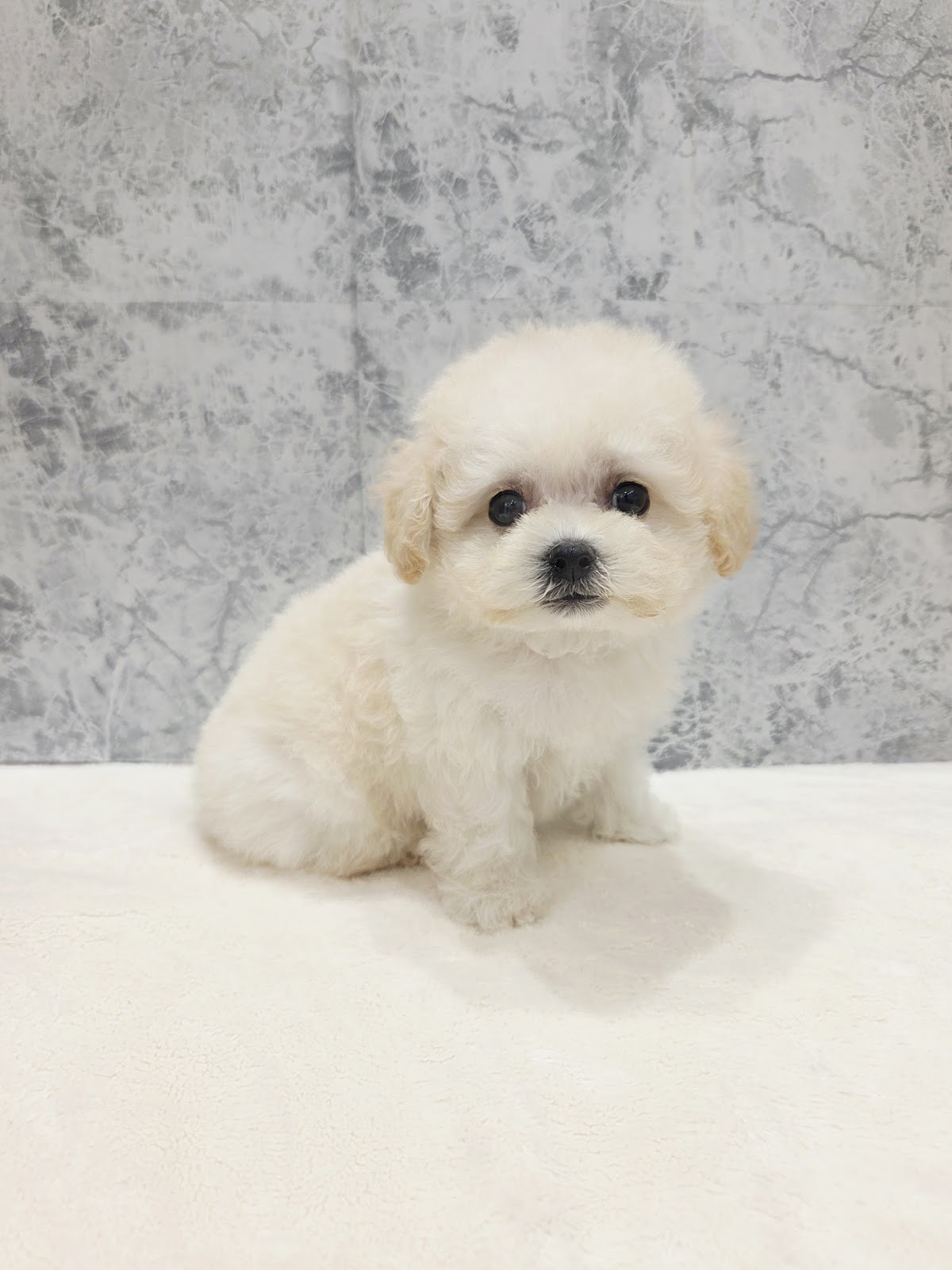 ビションフリーゼ×トイプードルの写真3