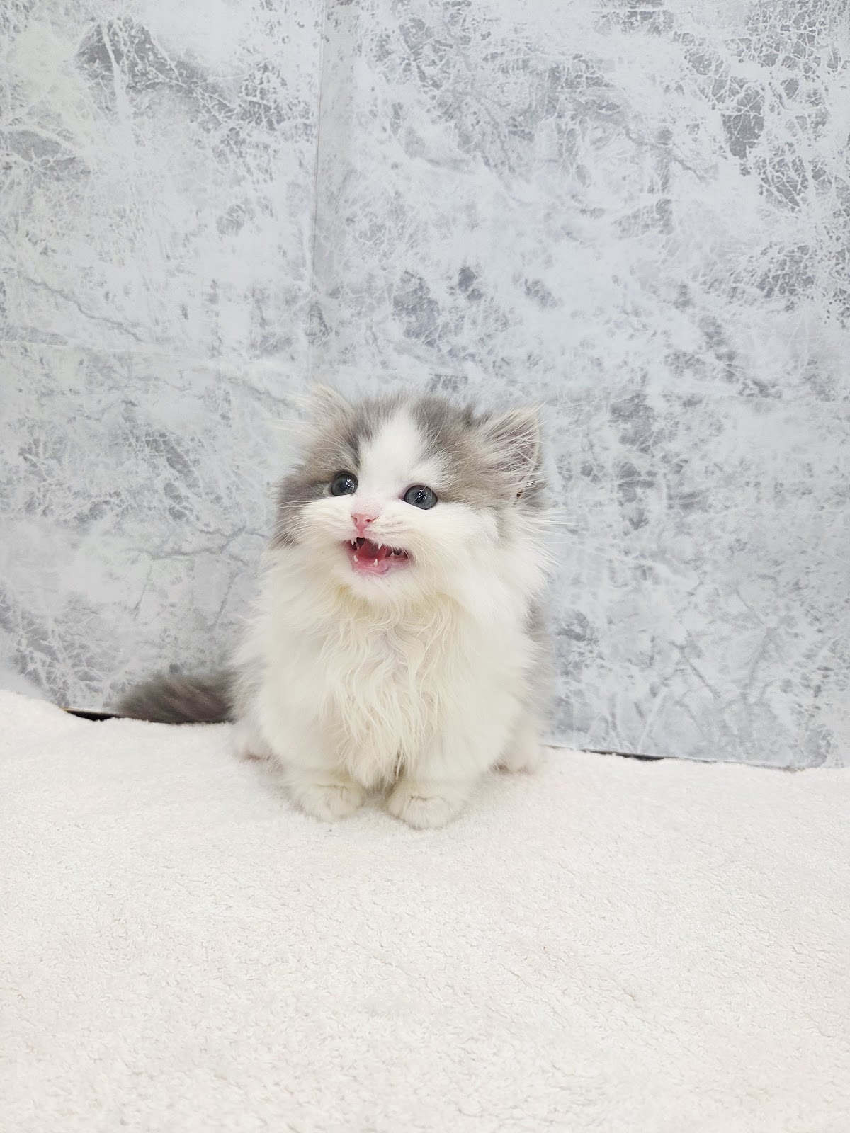 ミヌエットの写真3