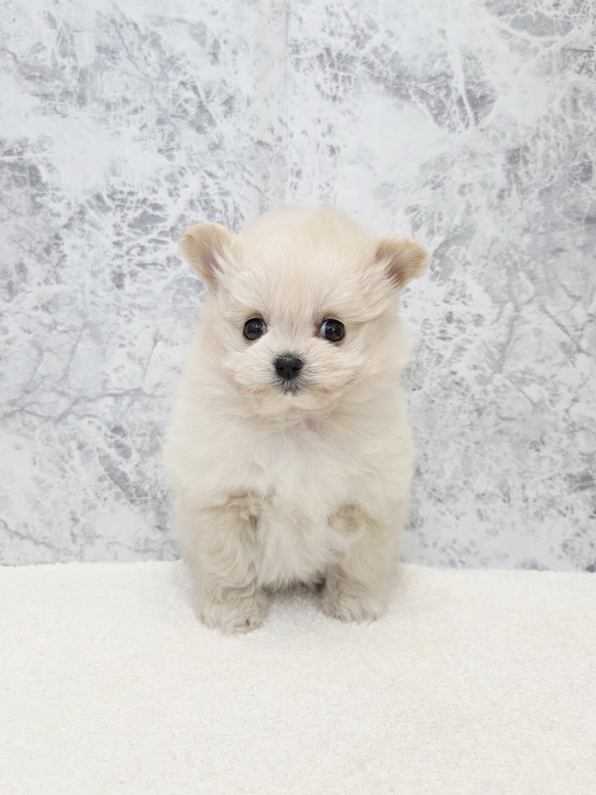 トイプードル×ポメラニアンの写真