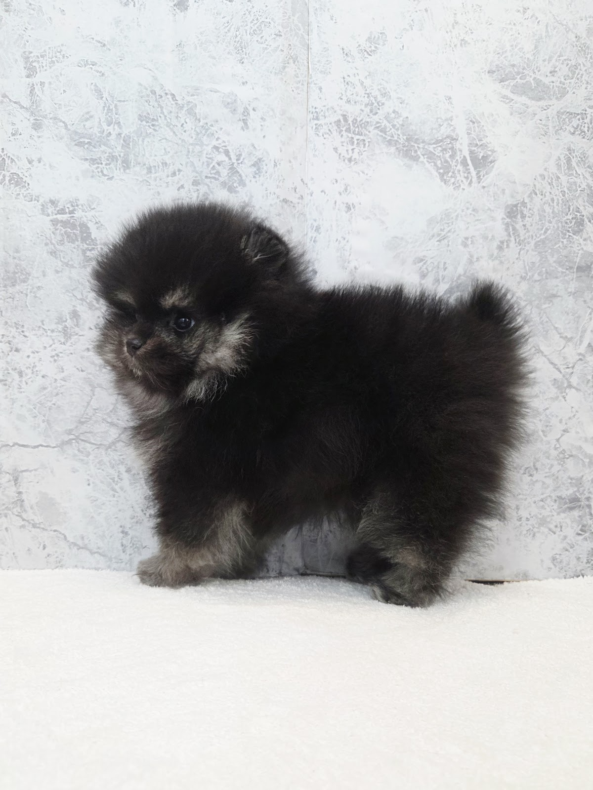 ポメラニアンの写真2