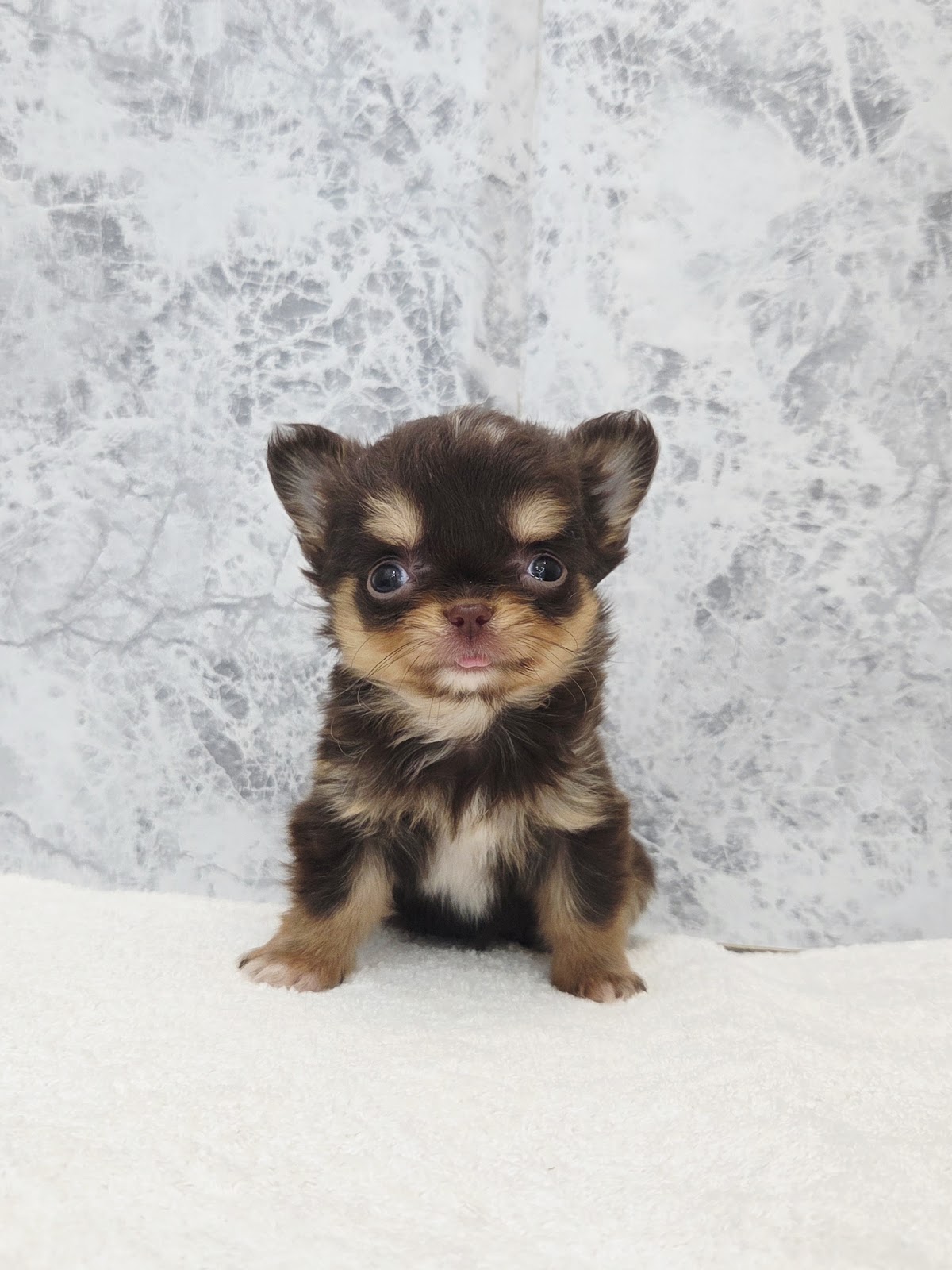 ロングコートチワワの写真