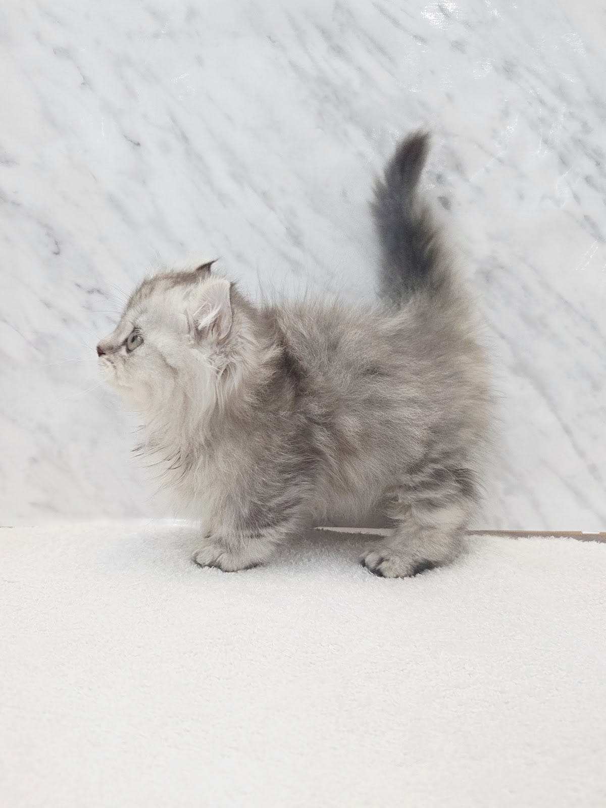 キンカローの写真2