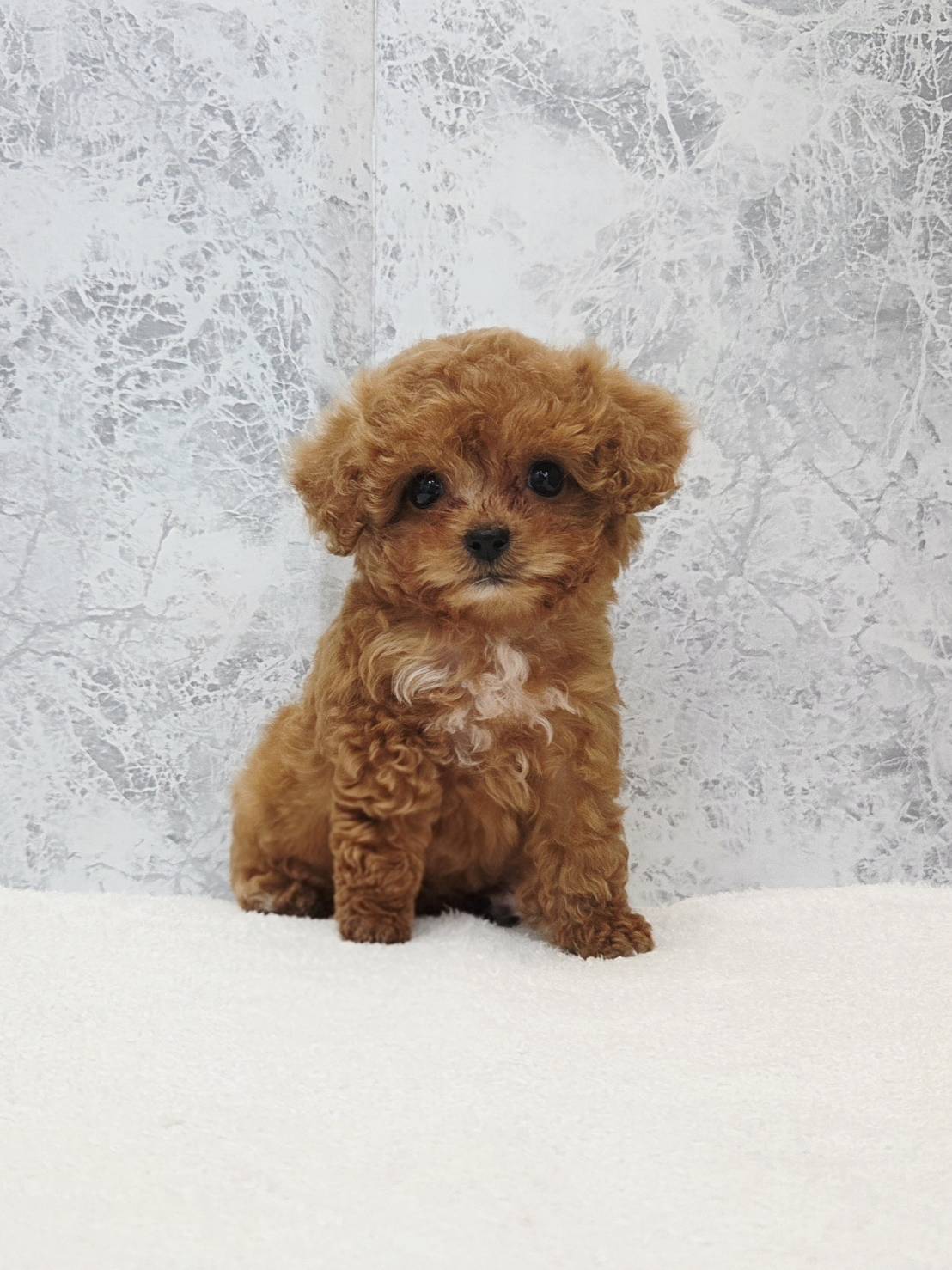 タイニープードルの写真